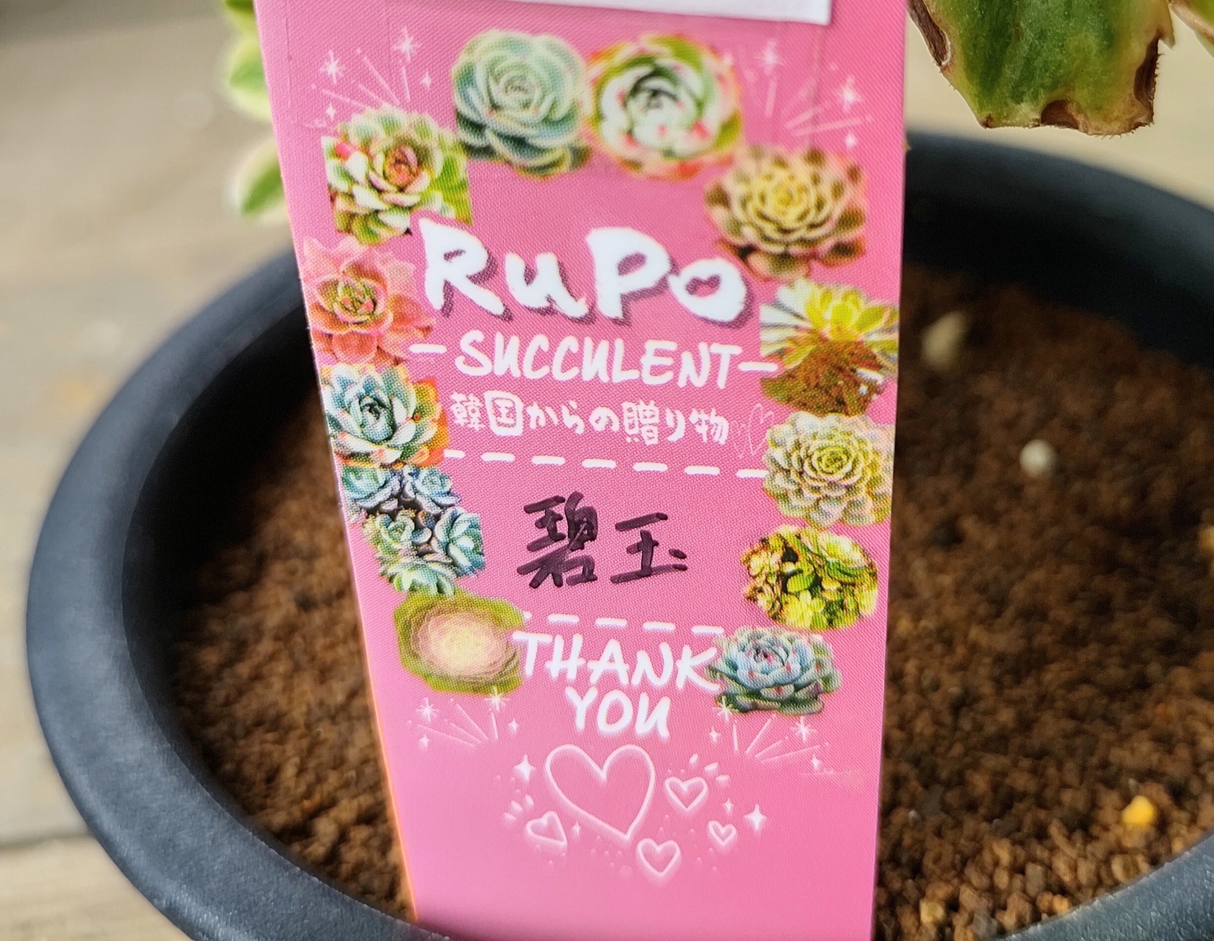 碧玉(アエオニウム) | RuPo 多肉植物専門店