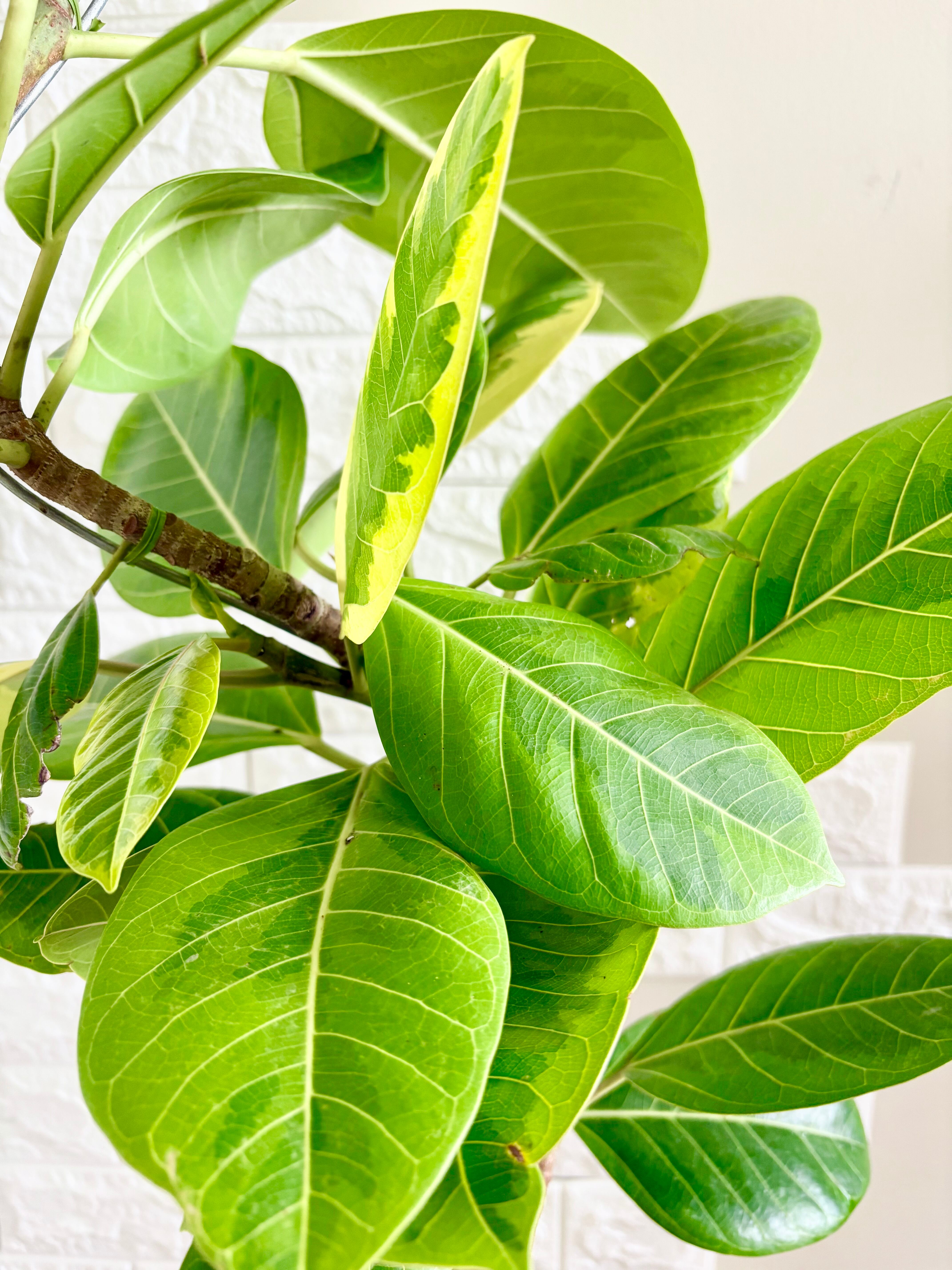 ⚠️直接引き渡し限定⚠️フィカスアルテシマ フィカスアルテシマ⭐️曲がり⭐️編み込み | 観葉植物のお店