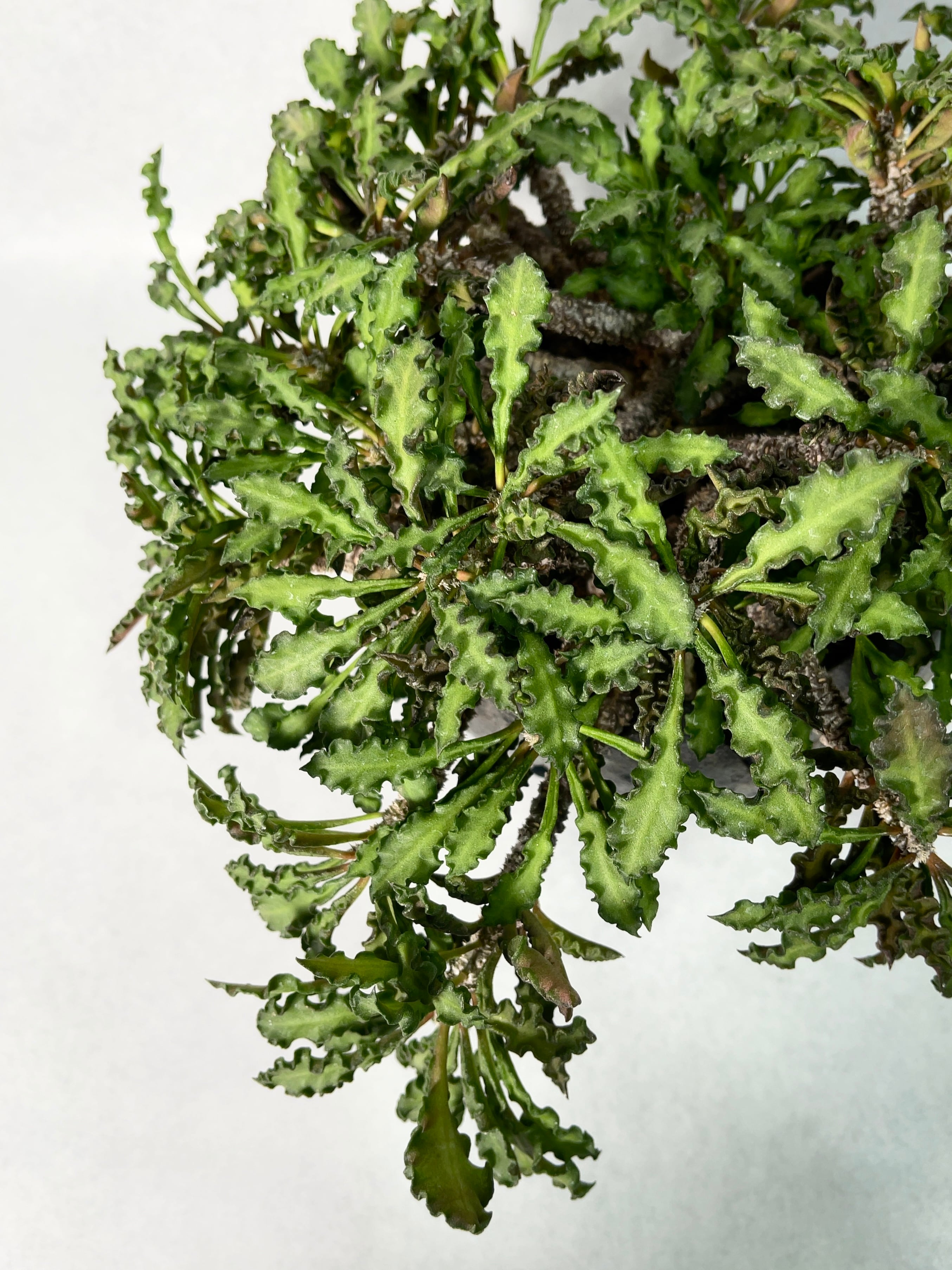 ユーフォルビア・デカリー | trigger