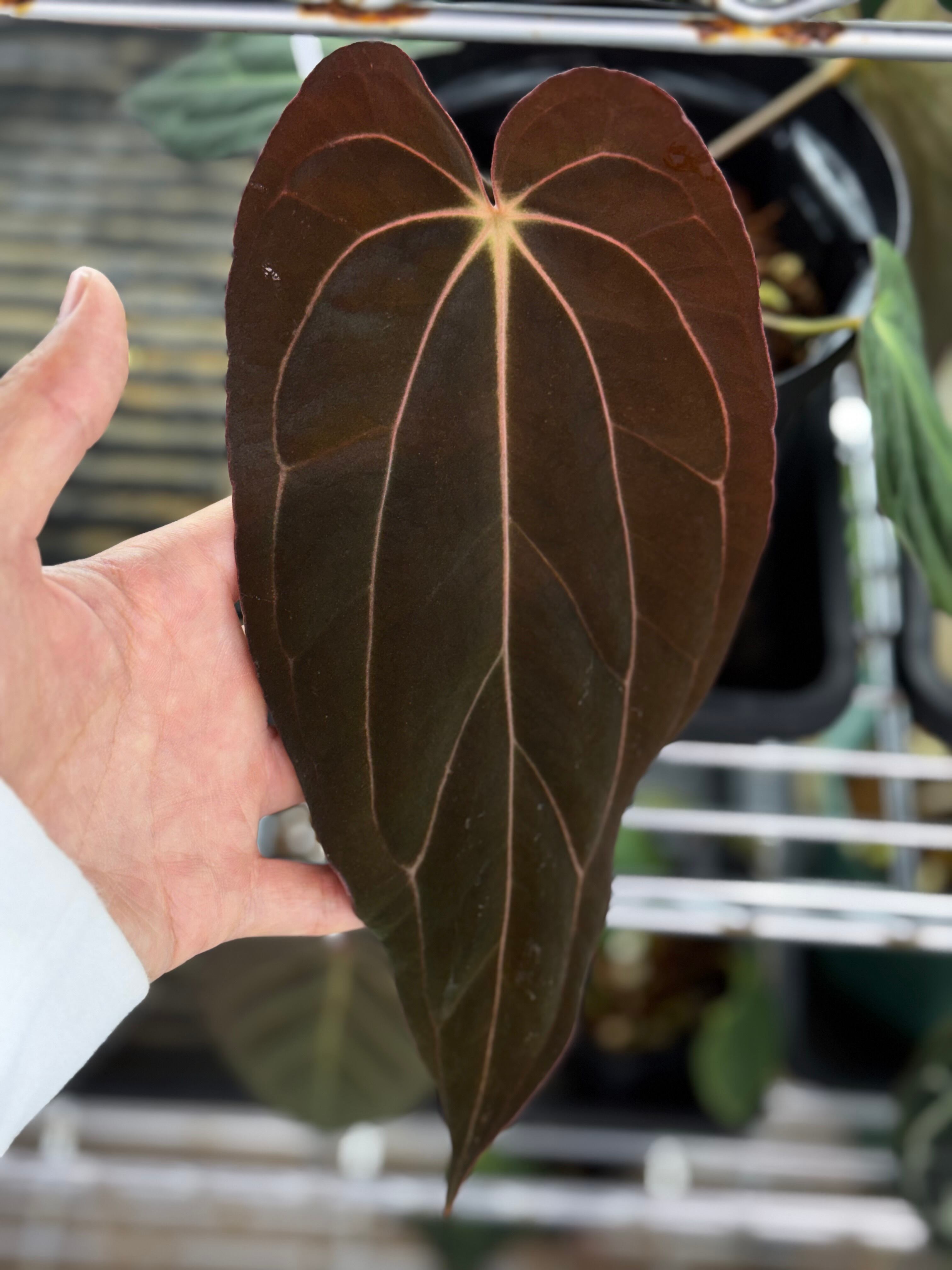 division】Anthurium 'Sunset Frill' | anthuroom