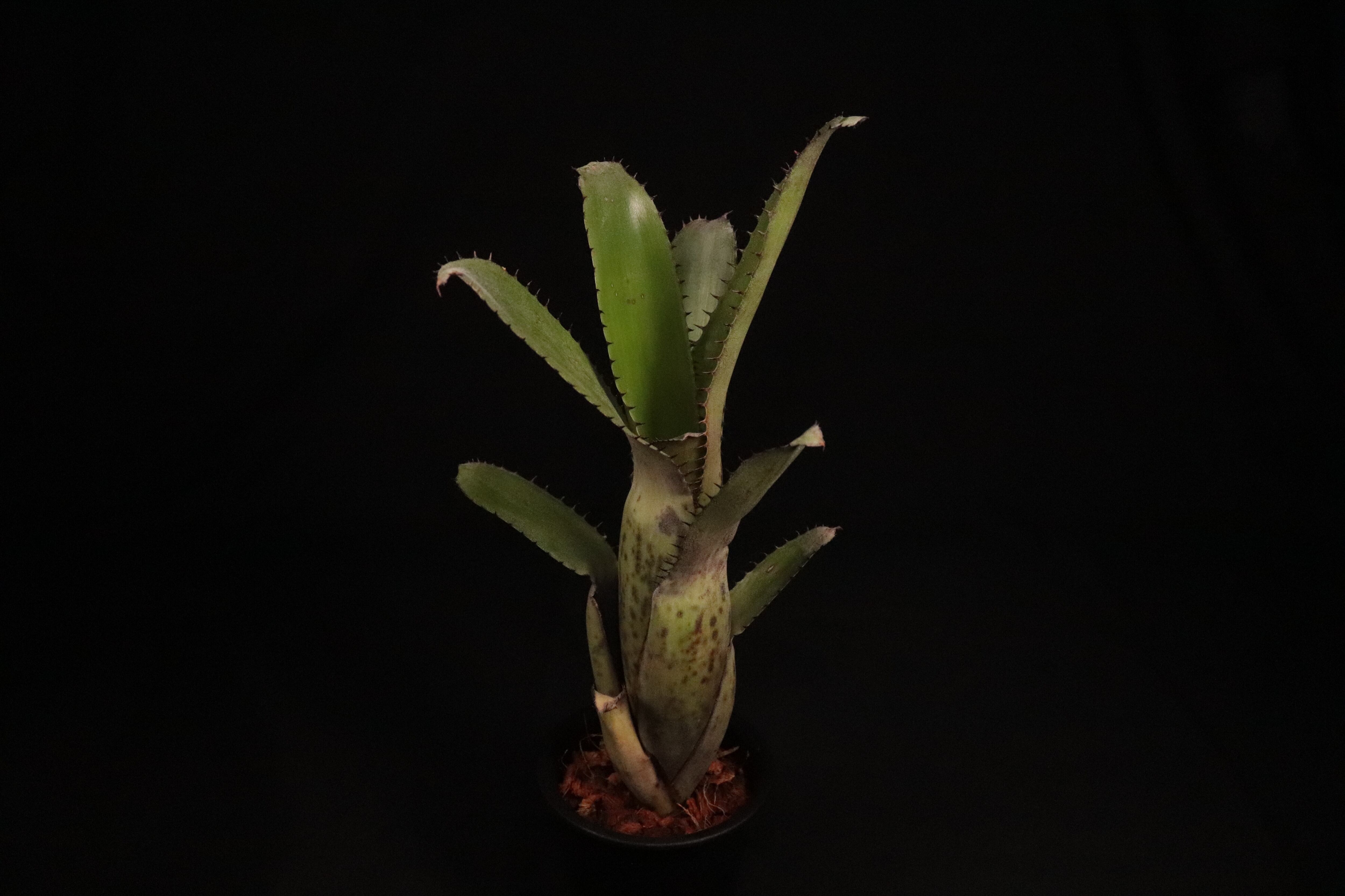 送料無料】Aechmea 'Jack'〔エクメア〕現品発送A0061 | plane plants