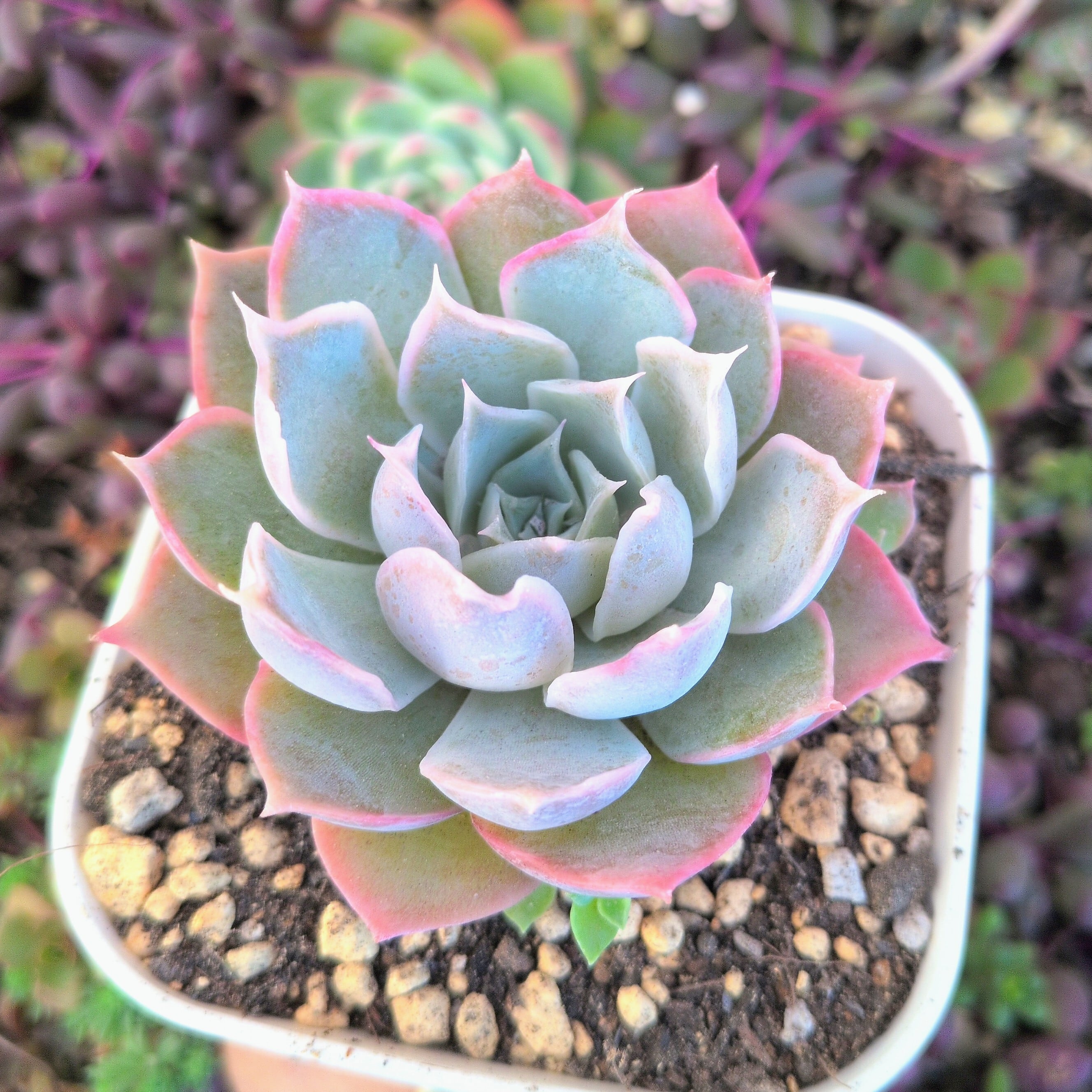 選抜前ST交配 エケベリア ディフラクテンス× ヒアリナ ラパス 実生苗