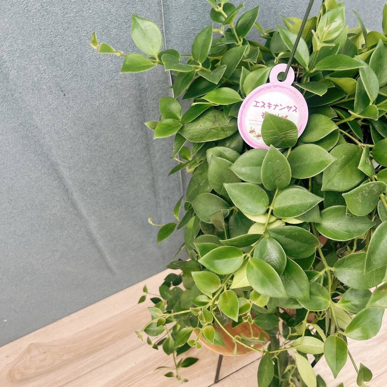 現品］95番 エスキナンサス モナリザ 5号 観葉植物 室内 吊り下げ