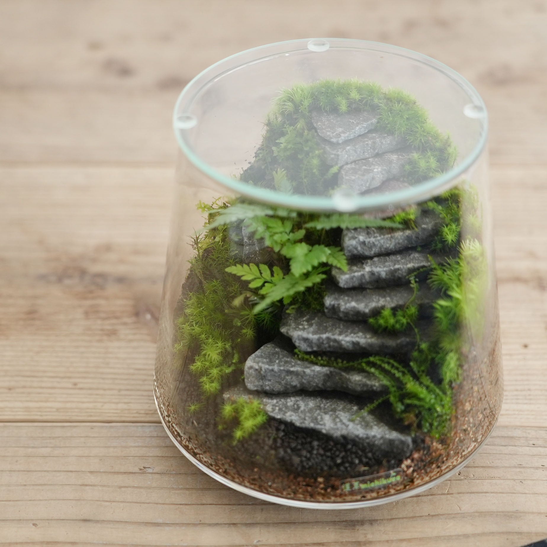 景色を楽しむ苔テラリウム】苔景−石段のある苔テラリウム−台形L | 苔