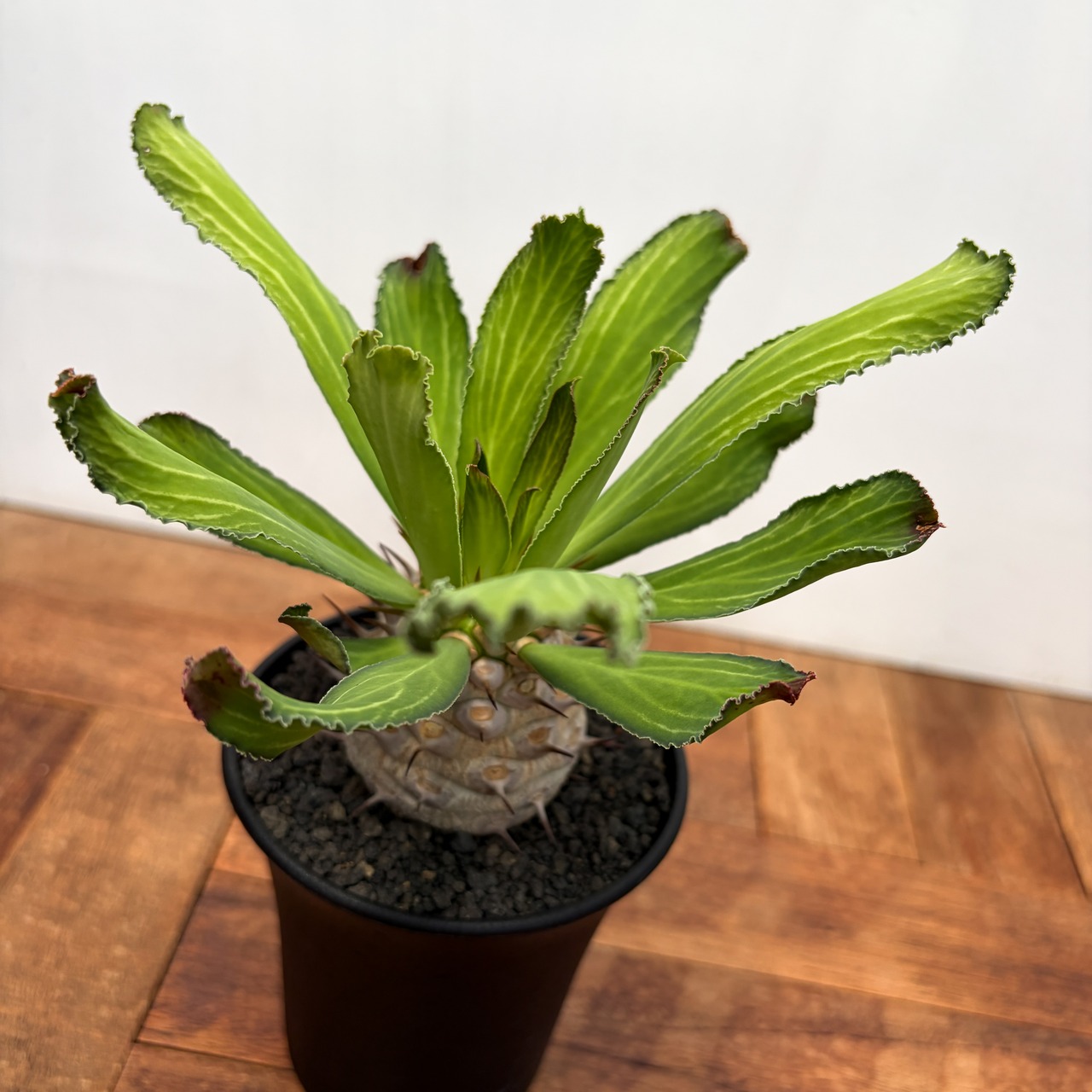Euphorbia venenifica【ユーフォルビア・ベネニフィカ】