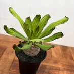 Euphorbia venenifica【ユーフォルビア・ベネニフィカ】