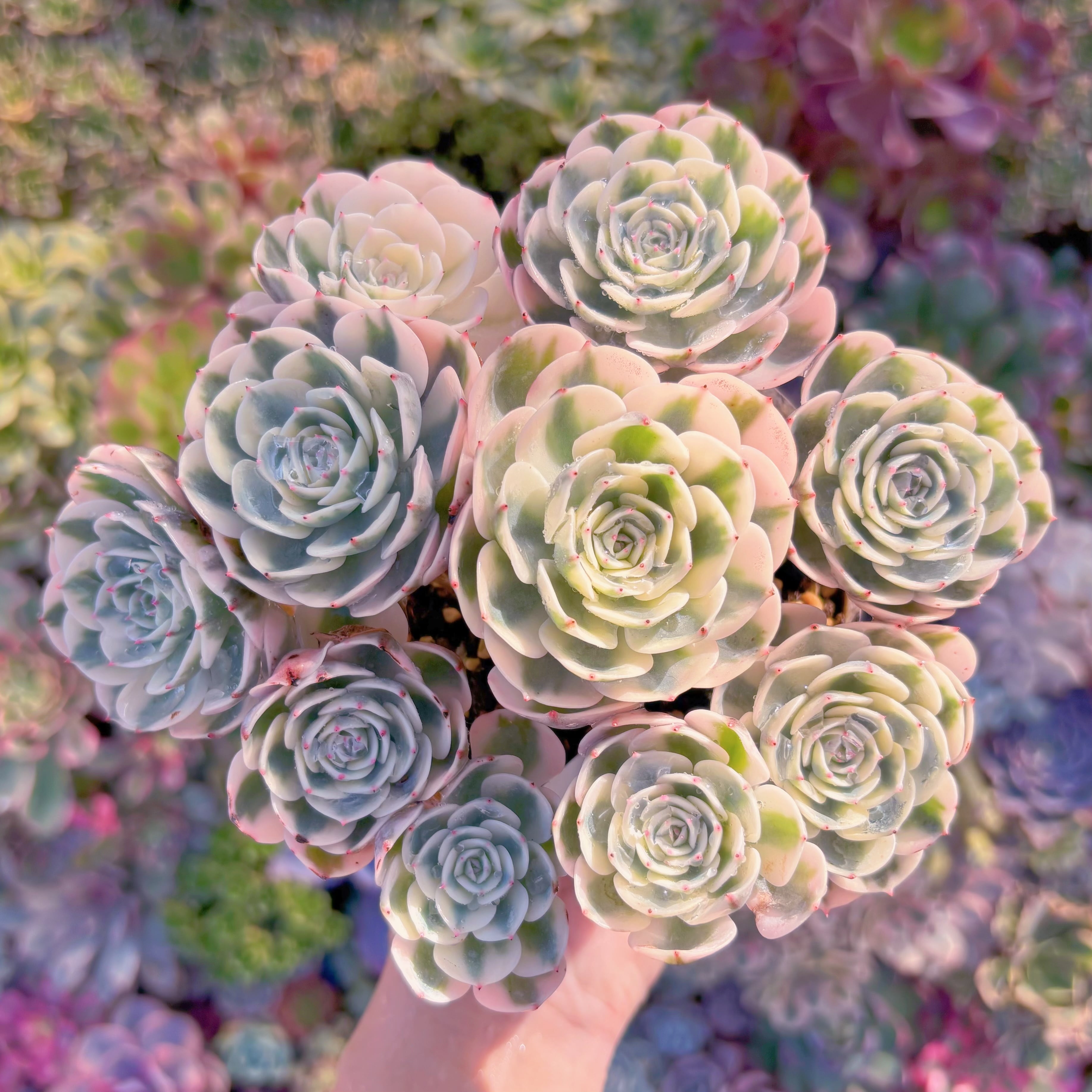 現品　ルノーディーン錦#A07　超美苗　在庫僅少　新入荷　るる農園