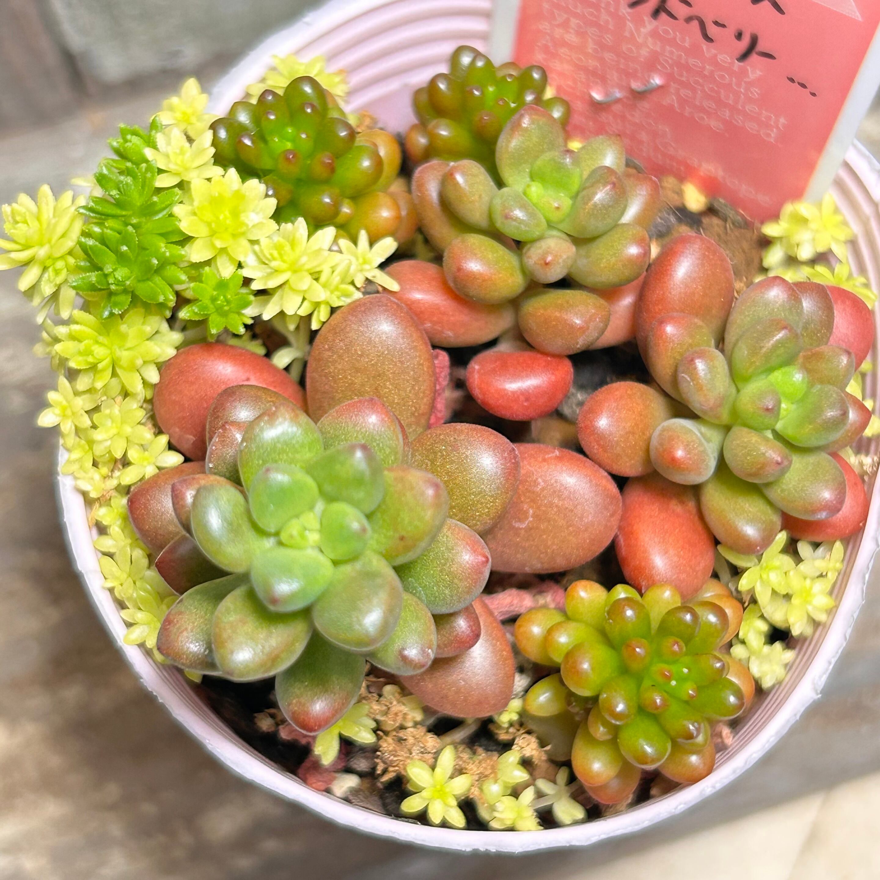 ブラックチップ | RuPo 多肉植物専門店