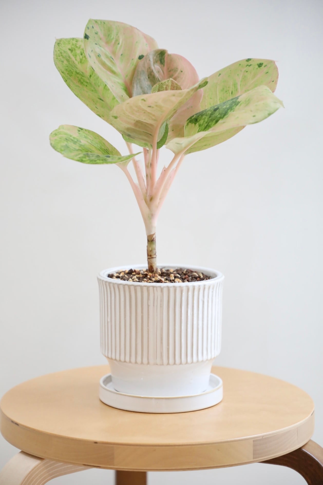 M】アグラオネマ ピンクイメリタスローズ/Aglaonema | 【厳選植物・器