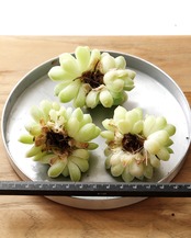 一部発根済カット苗 アルバ 3頭群生 Echeveria elegans 'Alba'