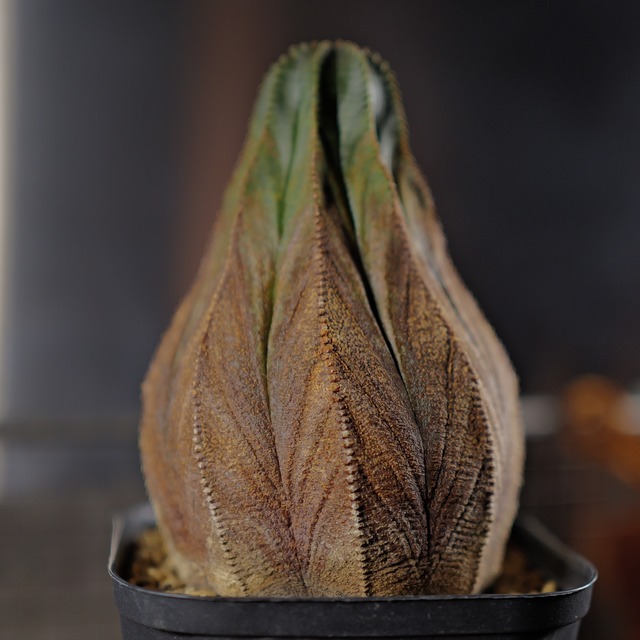 オス株 木質化 マウンテン オベサ / ユーフォルビア