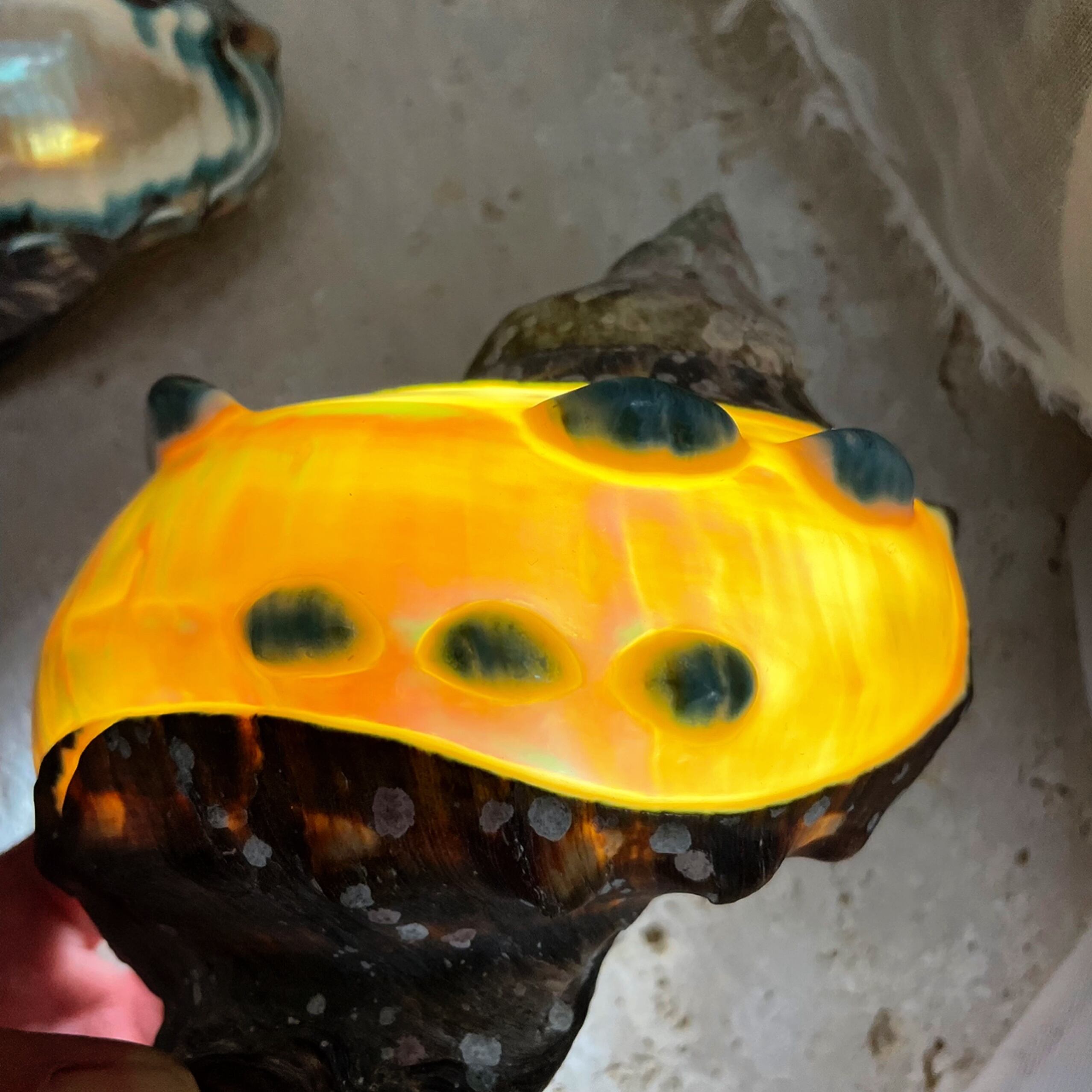 夜光貝のランプ 夜光貝ランプ その他置物 カイカイ 通販 8080066｜Creema(クリーマ)