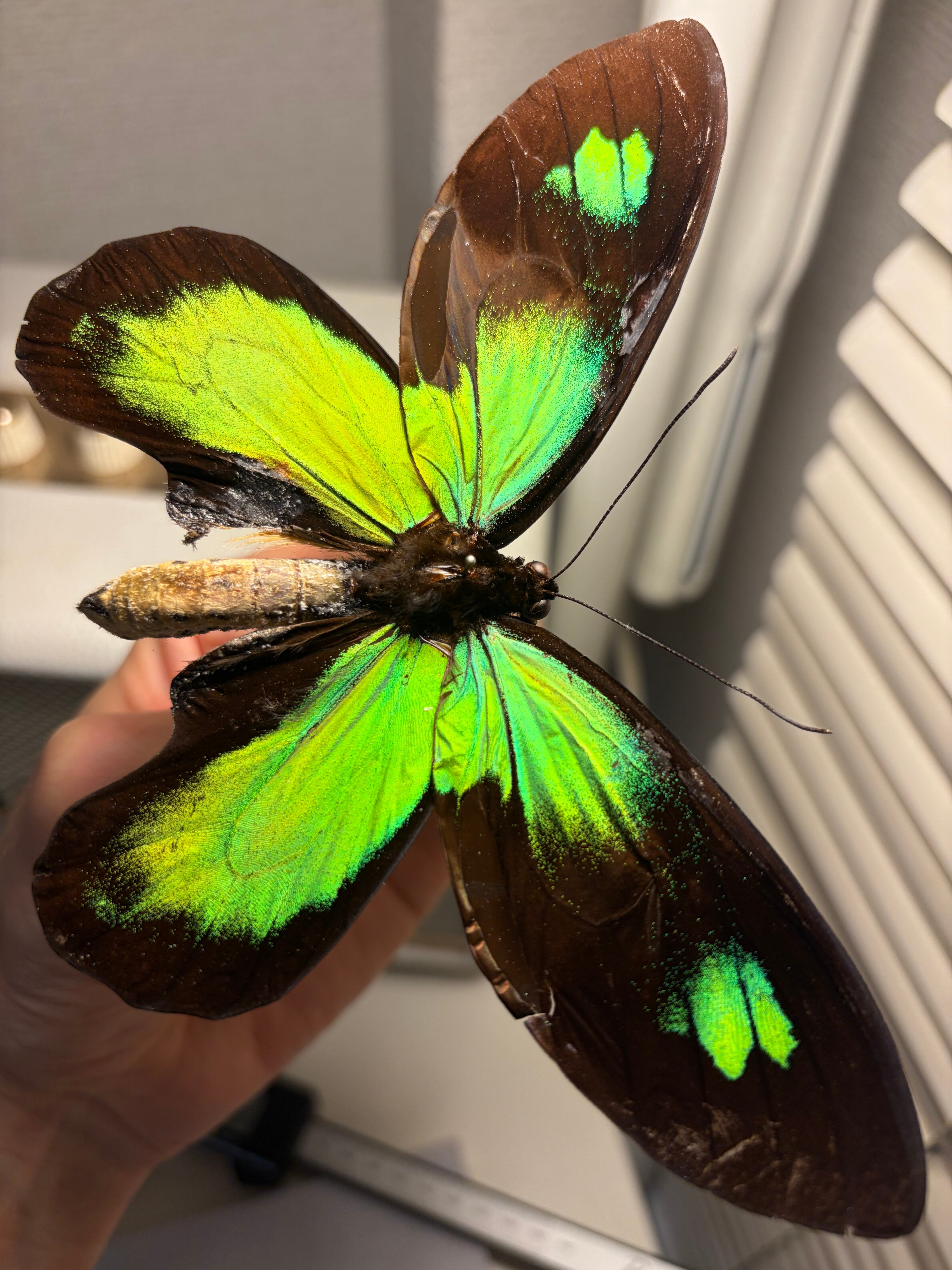 25mm】アイヌキンオサムシ グリーン 標本 Carabus kolbei キタオオルリ