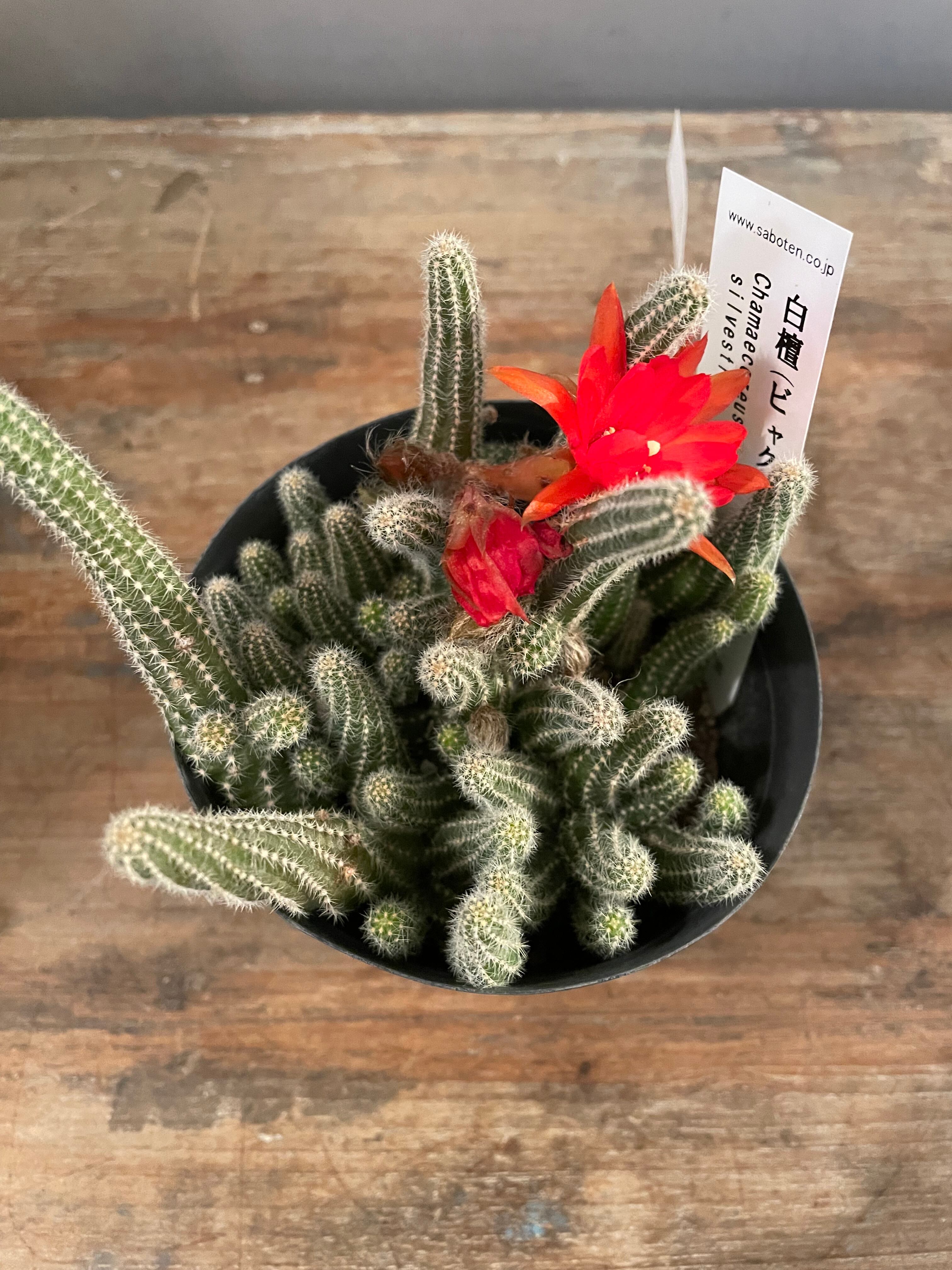 ヒモサボテン 白檀3.5号 | plusgardensshop