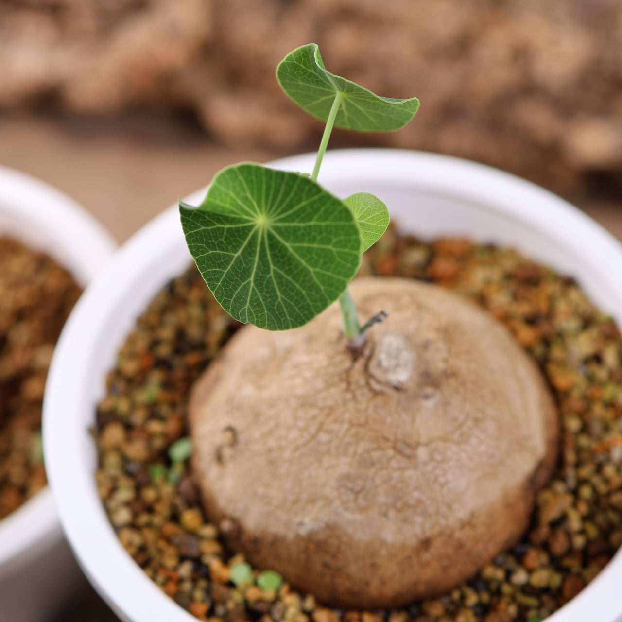 728『ステファニア エレクタ』 観葉植物【送料無料】 | MARX PLANTS