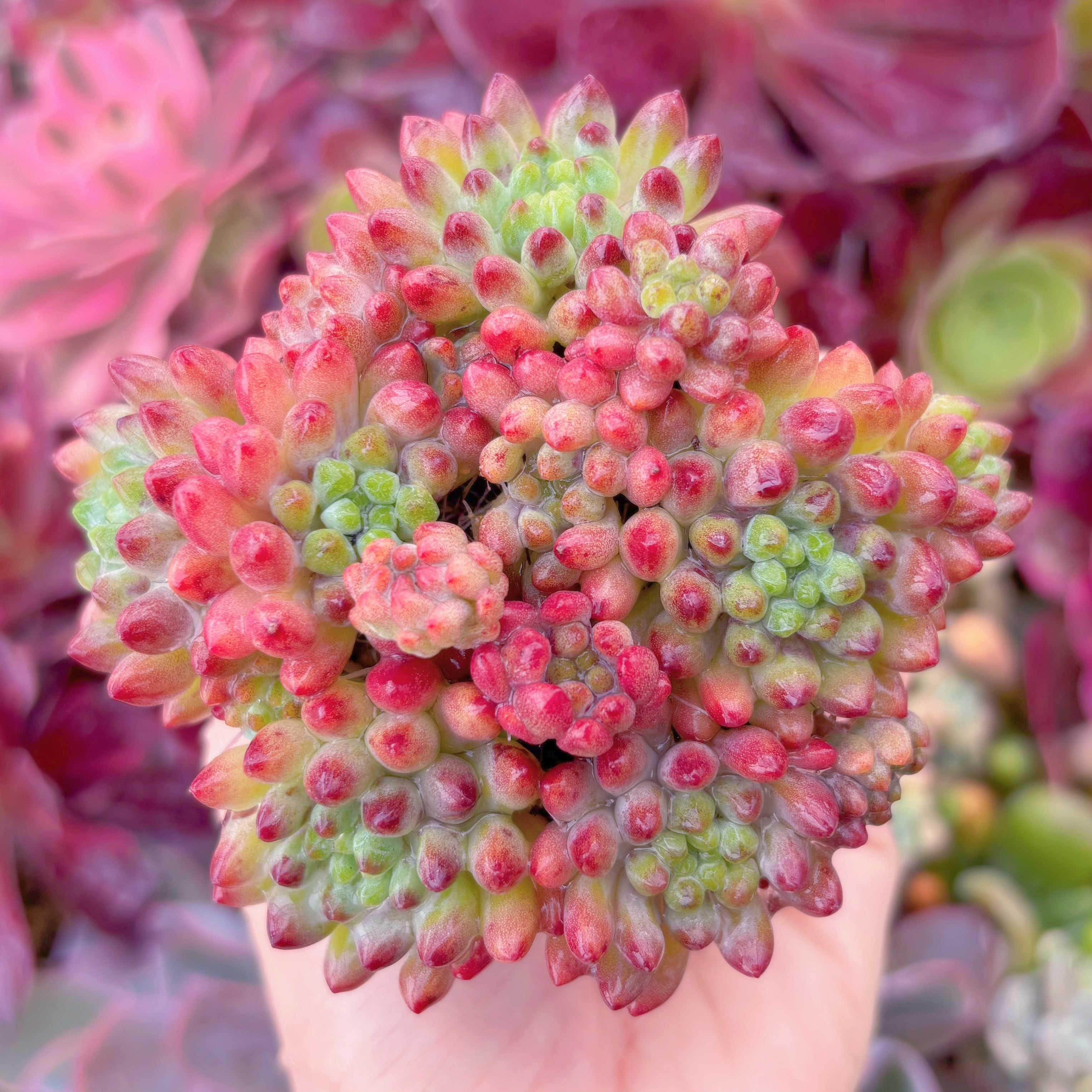 現品　花火#729　新入荷　るる農園