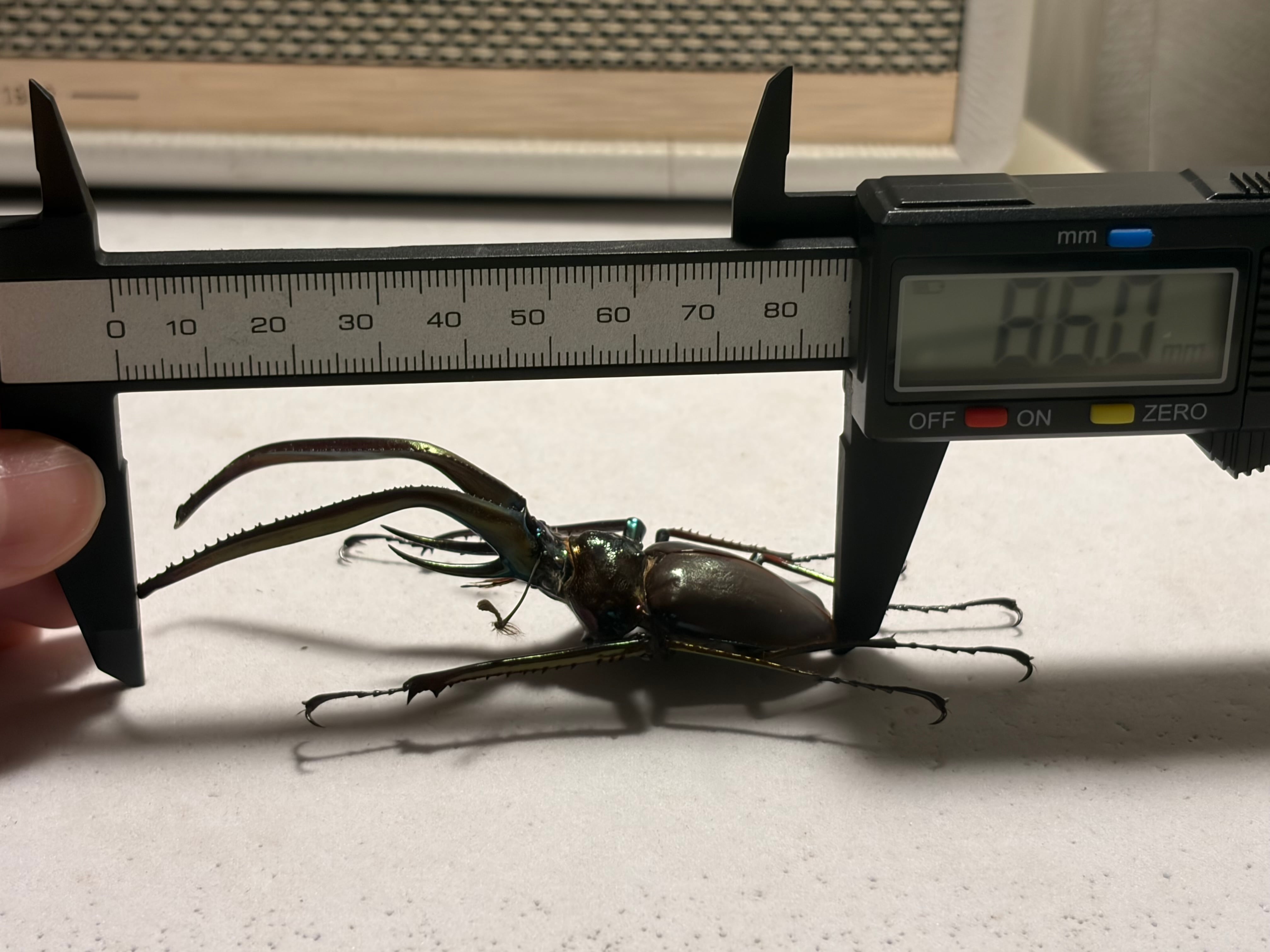 86mm】チリクワガタ メタリフェルホソアカクワガタ Wild 昆虫標本
