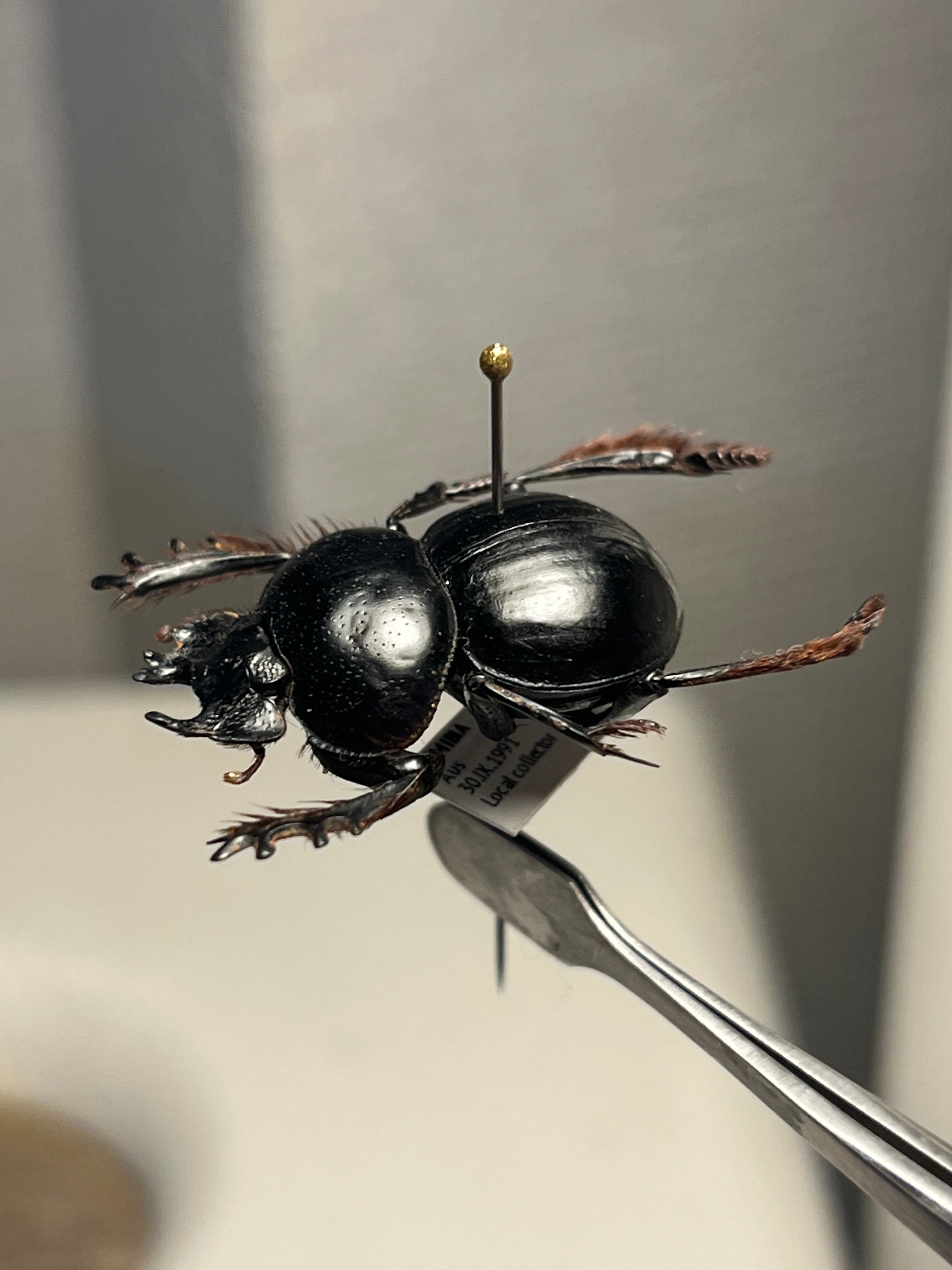 24mm♂】クモガタタマオシコガネに酷似のPachysoma schinzi 糞虫