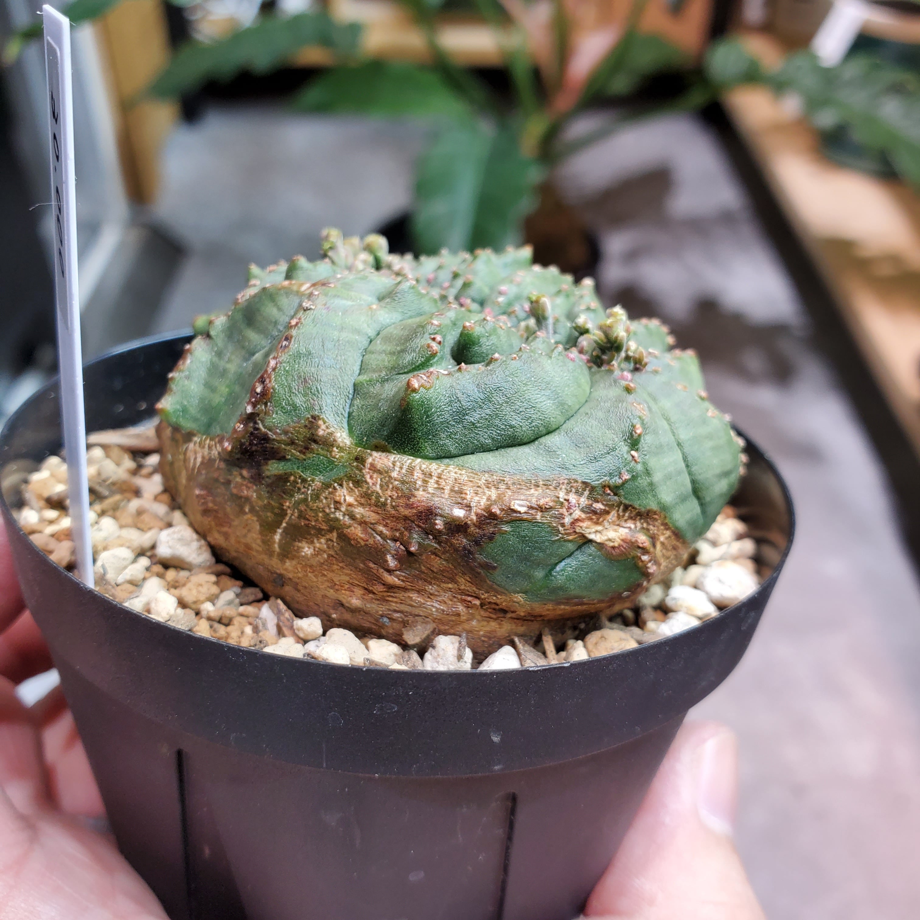 綴化】メス株 Euphorbia Obesa ユーフォルビア オベサ 綴化】メス株 Euphorbia Obesa ユーフォルビア オベサ