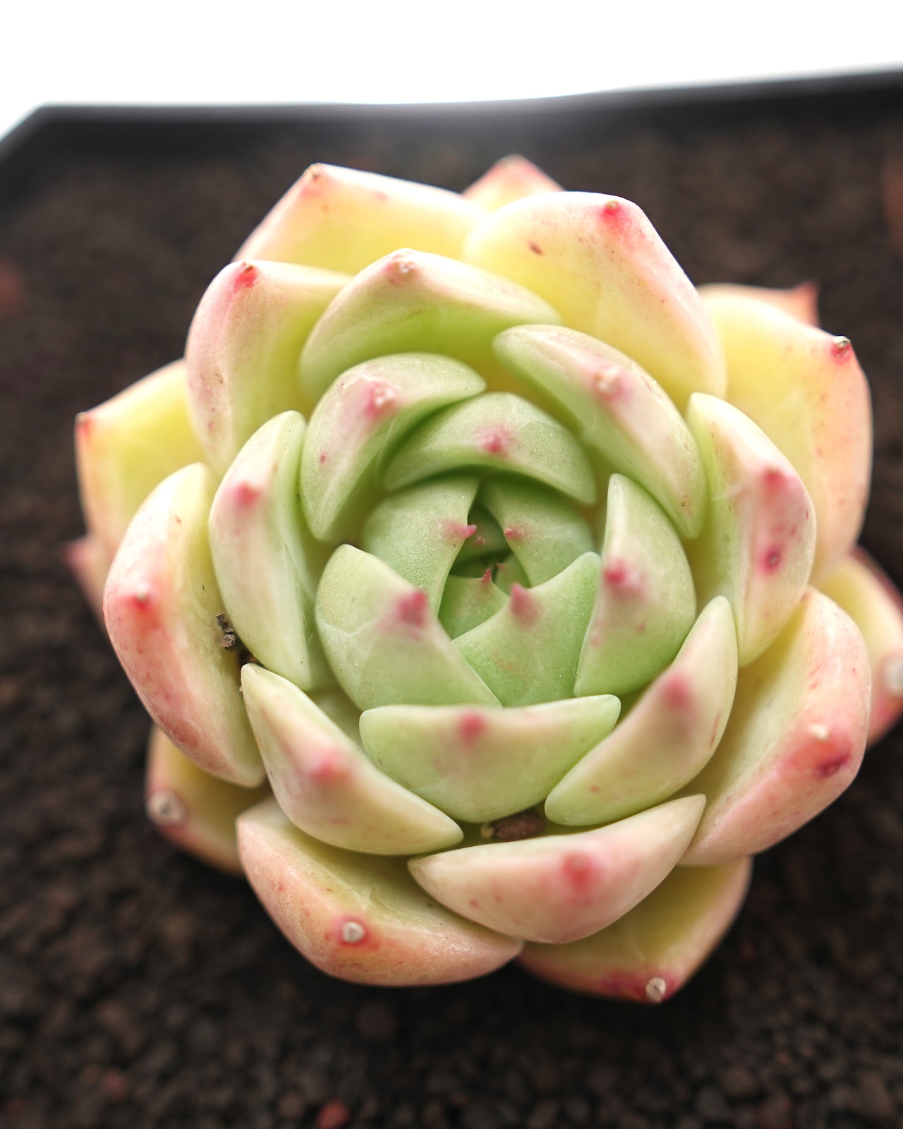 カット苗 イエロージェイン【日本初上陸?!】 Echeveria 'Yellow Jane'