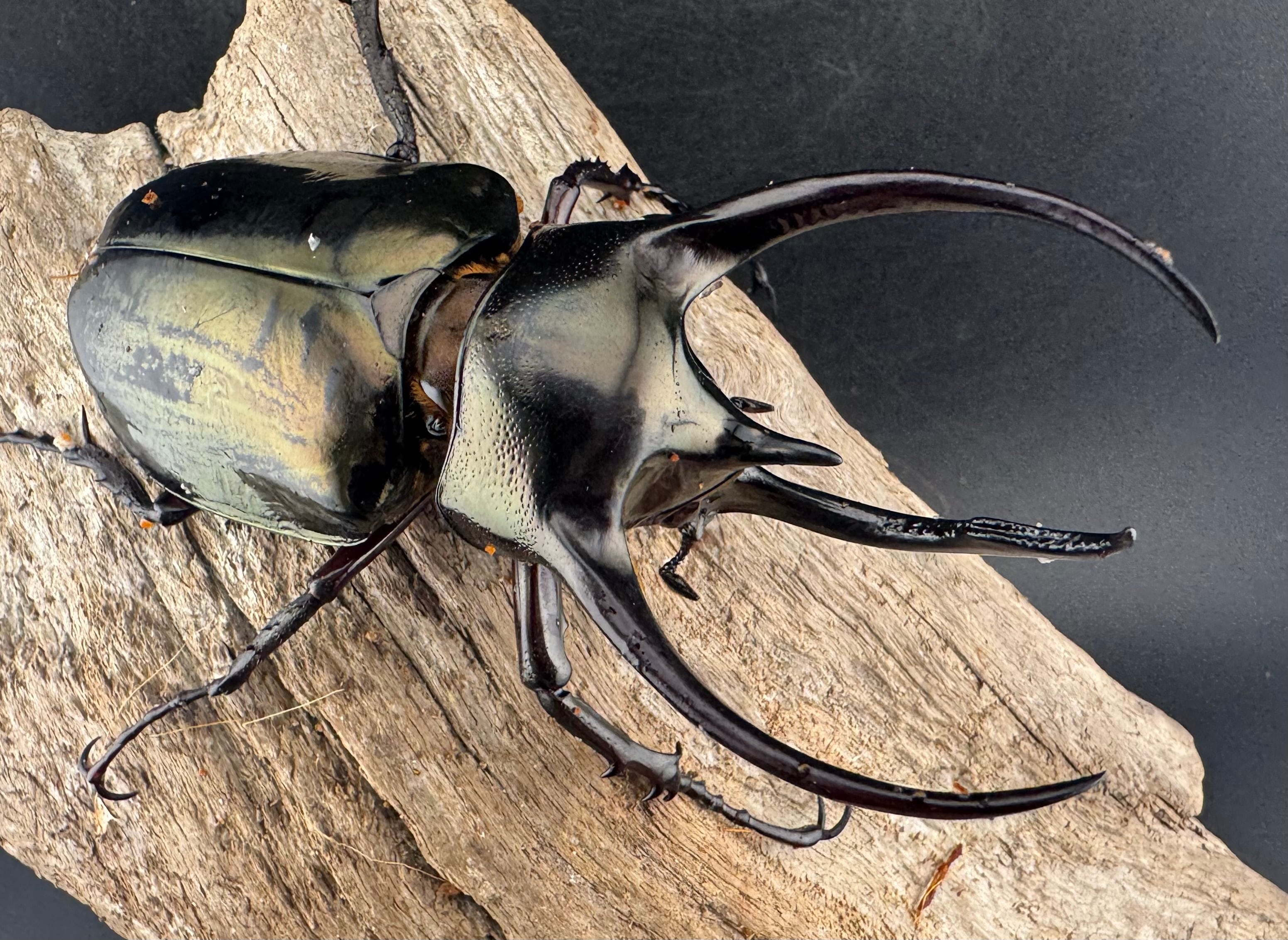 WD】《ジャワコーカサスオオカブト 95mm ペア》 | KPW公式