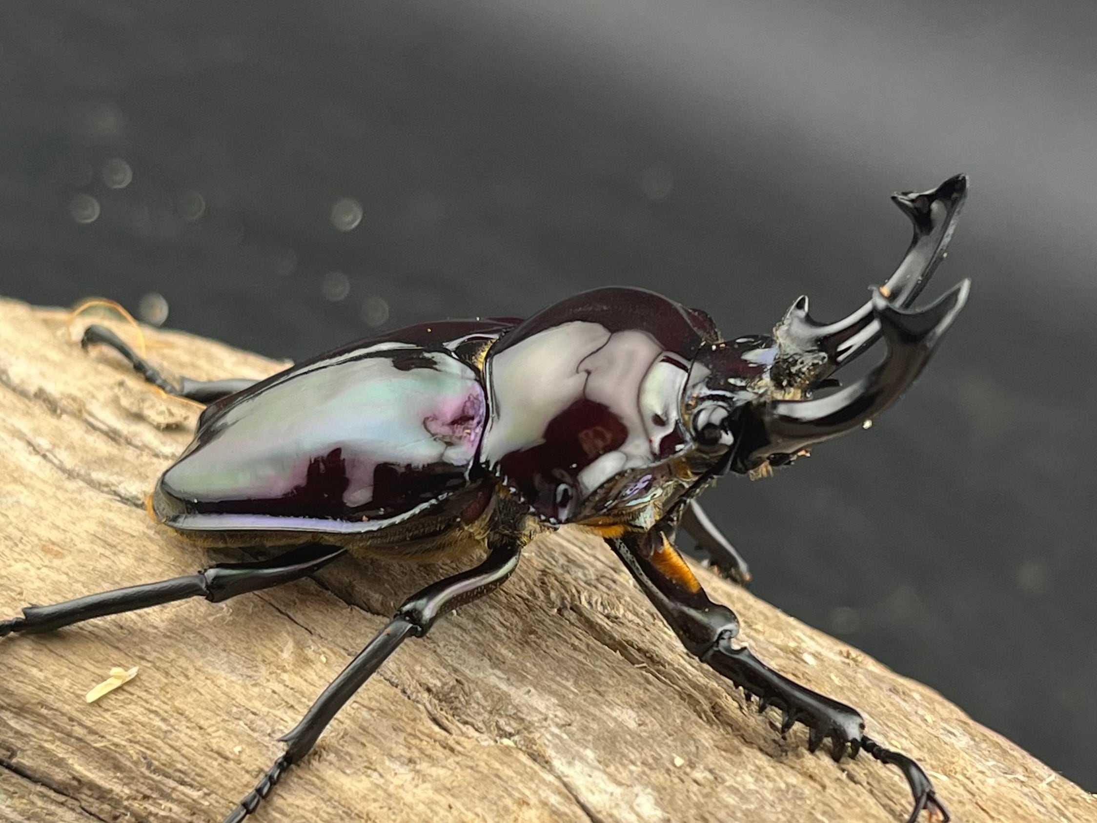 コエポン様専用】大型 特殊カラー 紫紺系ニジイロクワガタ ペア 標本