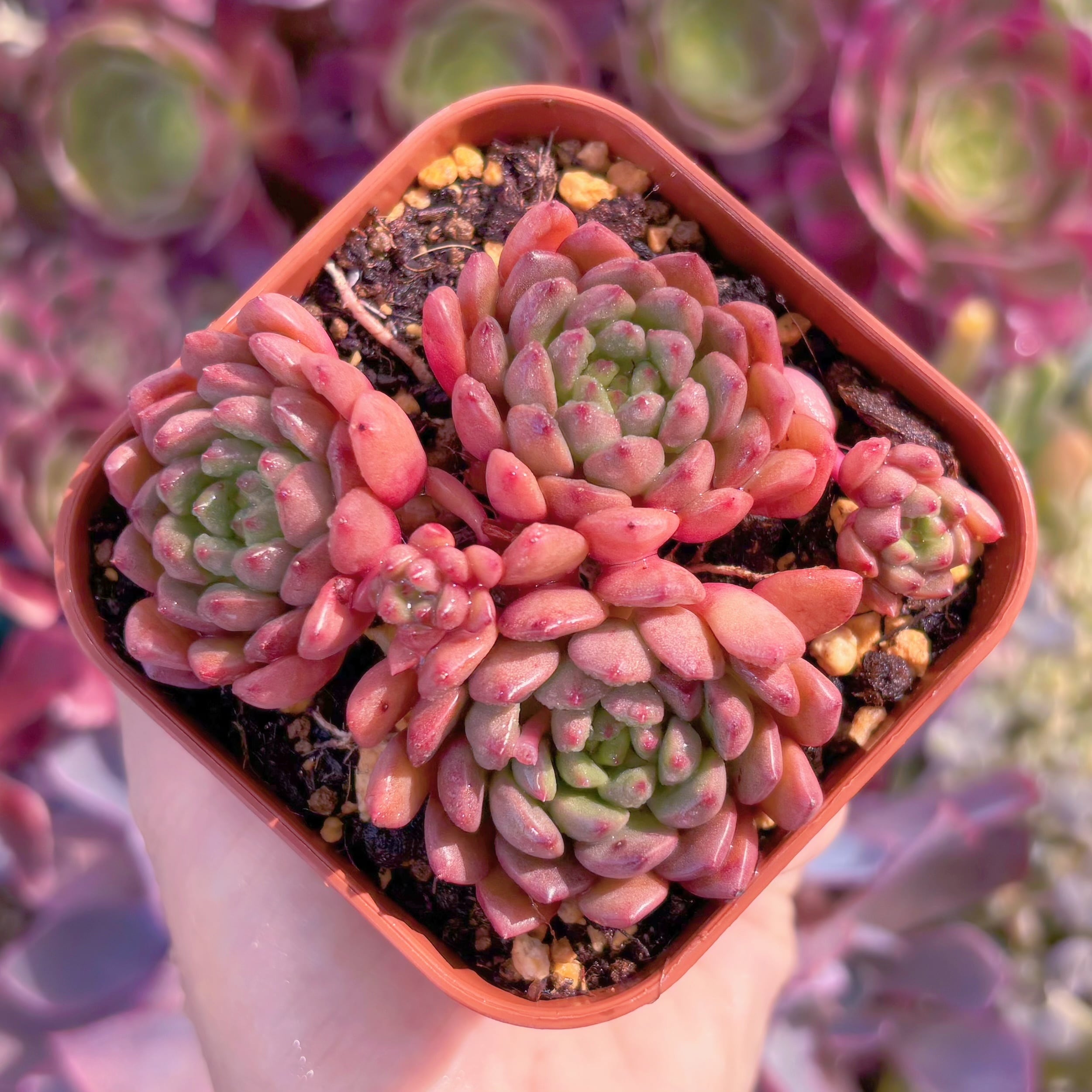 現品　ピンクルルビー#D01　群生　るる農園