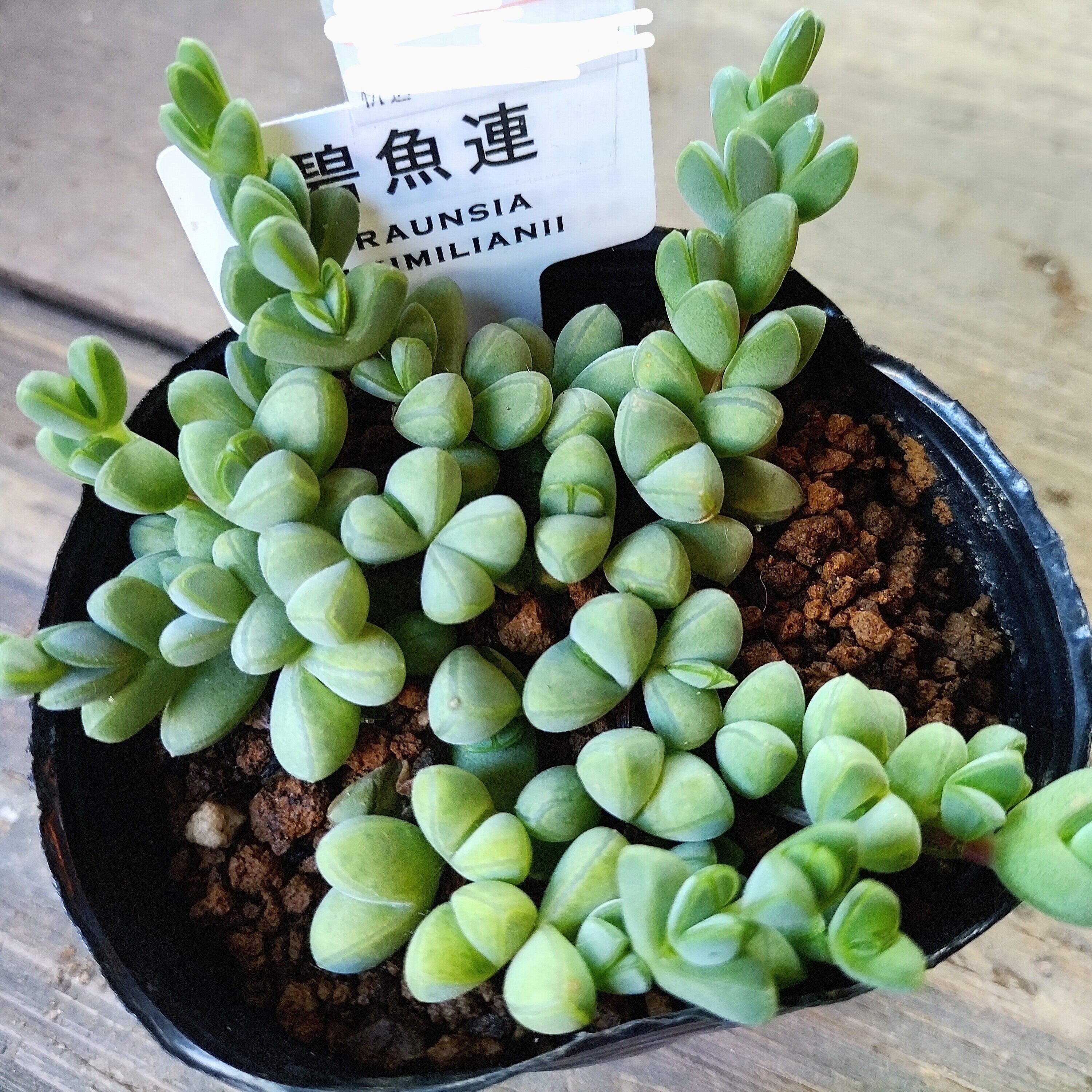 172c79bc20358b3984b79597f3a33d