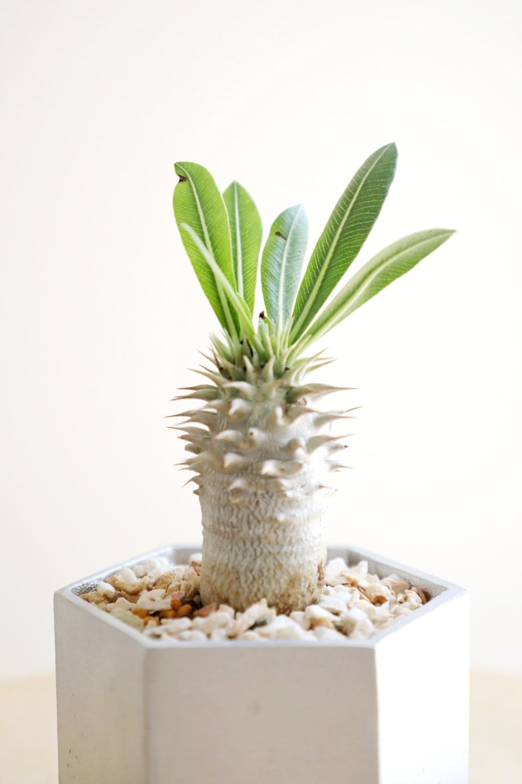S】パキポディウム ホロンベンセ/Pachypodium Horombense | 【厳選植物
