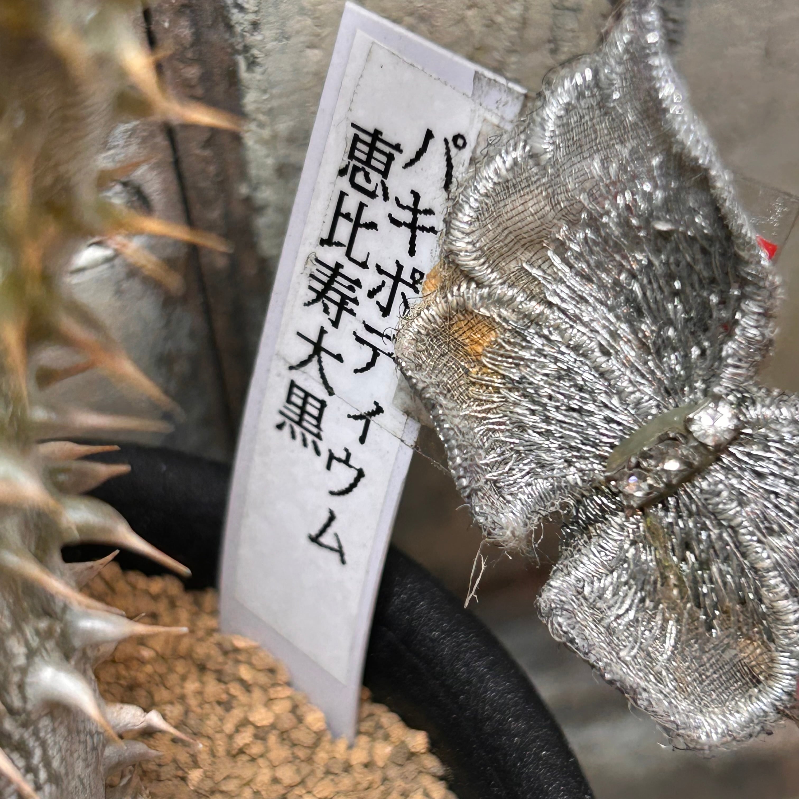 BARREAL様パキポディウム　恵比寿大黒　150株セット 園芸ネット本店｜[ザ・ファームセレクト]パキポディウム： 恵比寿大黒