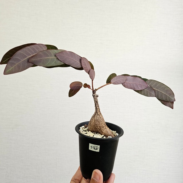 S23〚フィランサス・ミラビリス〛Phyllanthus Mirabilis 塊根植物 コーデックス ポット発送