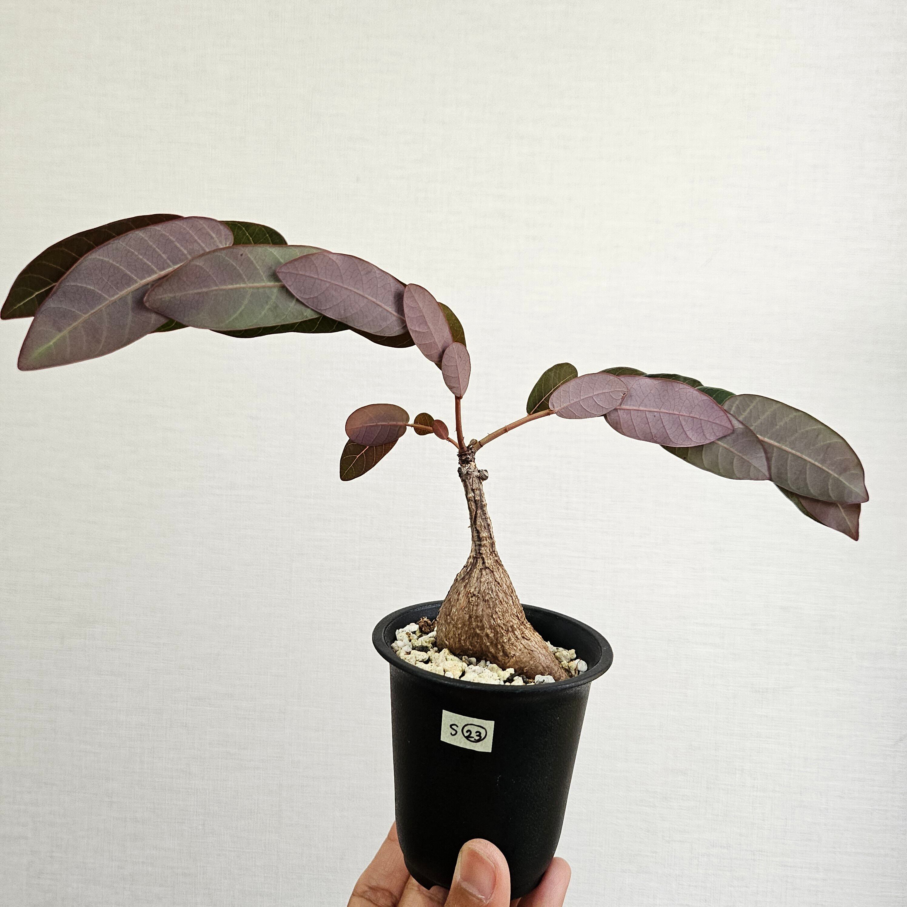 S23〚フィランサス・ミラビリス〛Phyllanthus Mirabilis 塊根植物 コーデックス ポット発送
