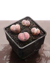 抜き苗 リトープス バッカス Lithops salicola 'Bacchus'