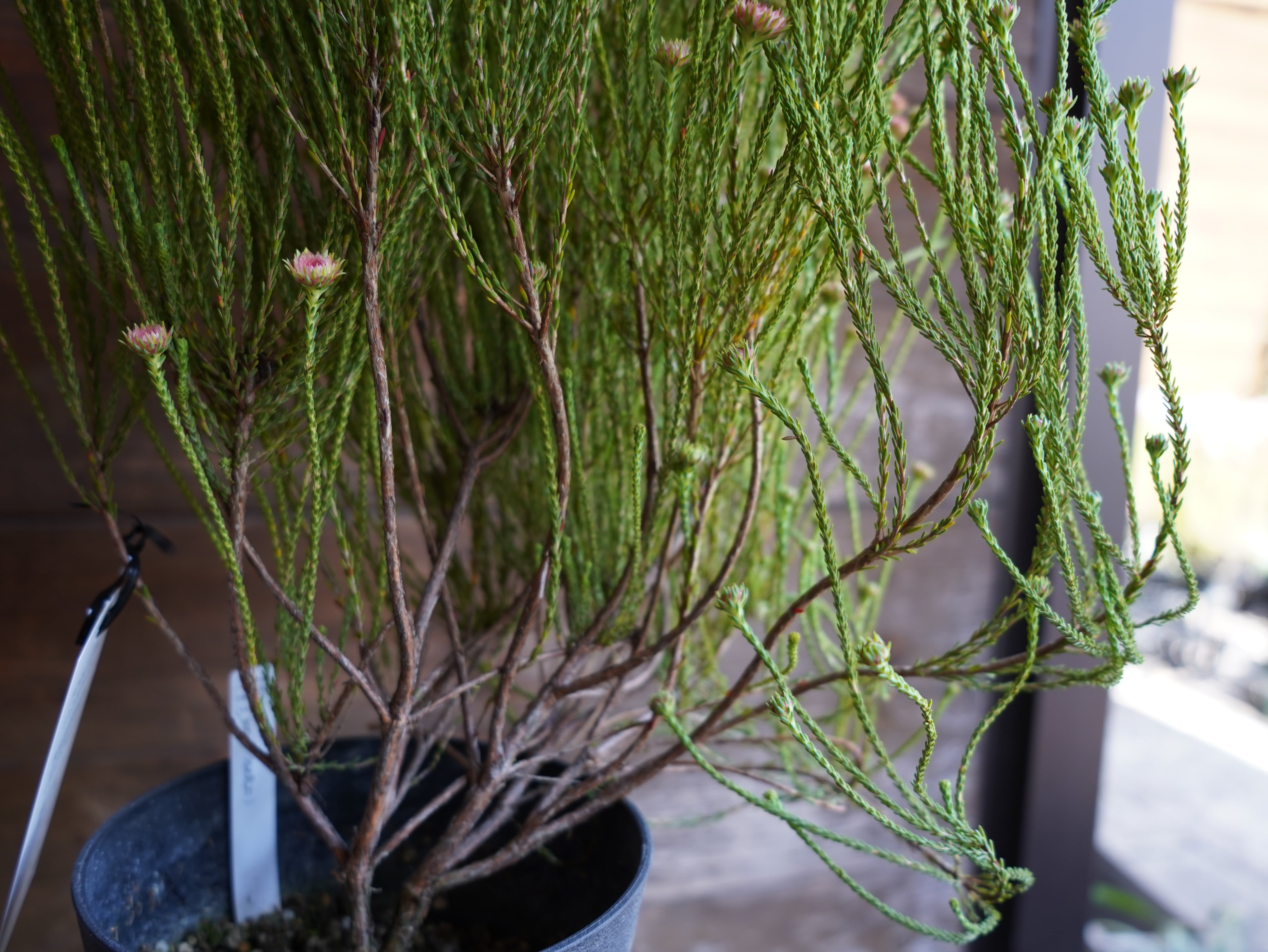 【現物】アクチノジウム　”シャトルデイジー”　B