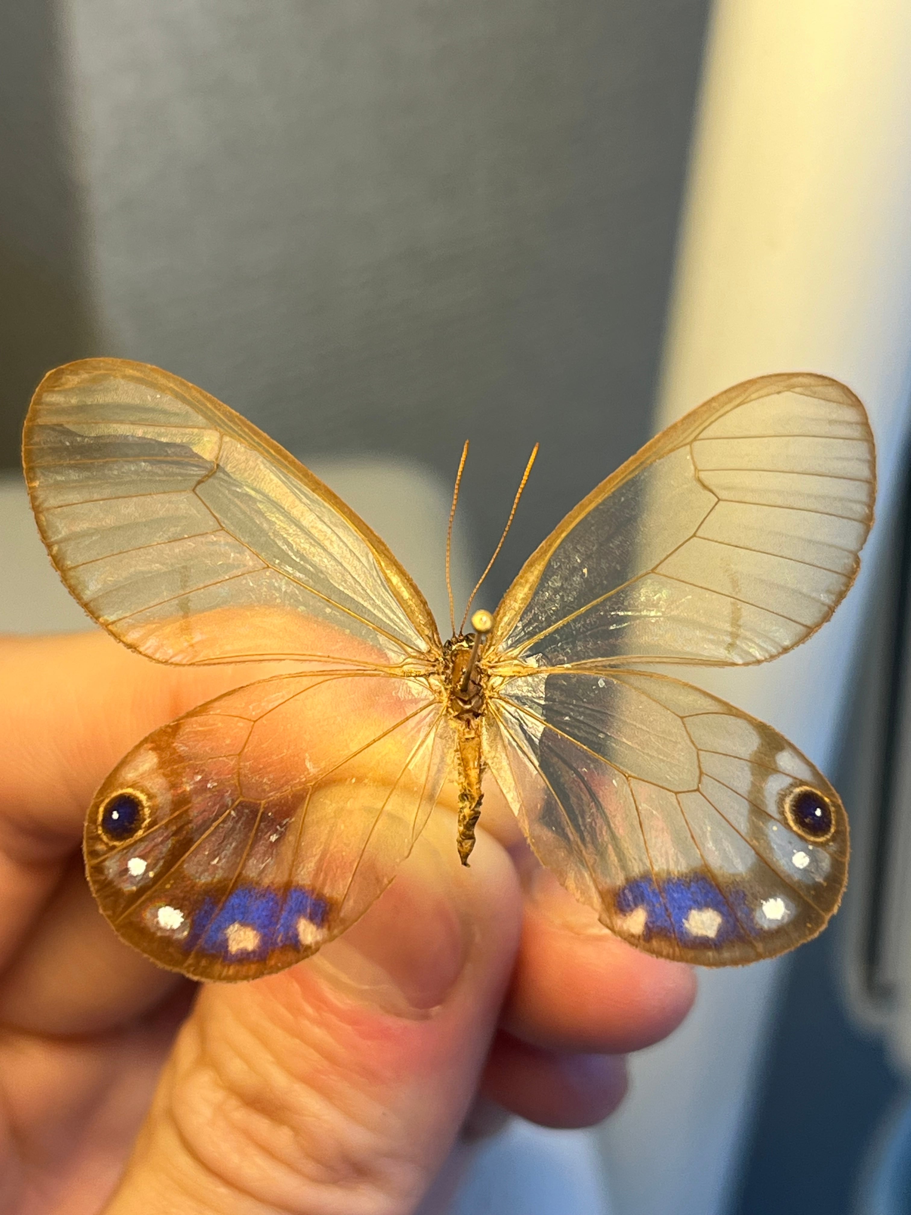 属内最高峰】ルリモンスカシジャノメ アンドロメダスカシジャノメ