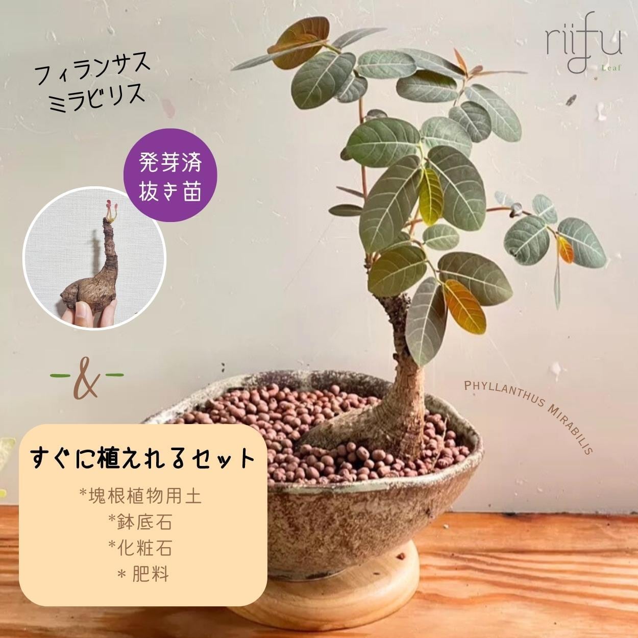 〚フィランサス・ミラビリス 1株 + 栽培セット 〛Phyllanthus Mirabilis 発芽済 塊根植物 コーデックス