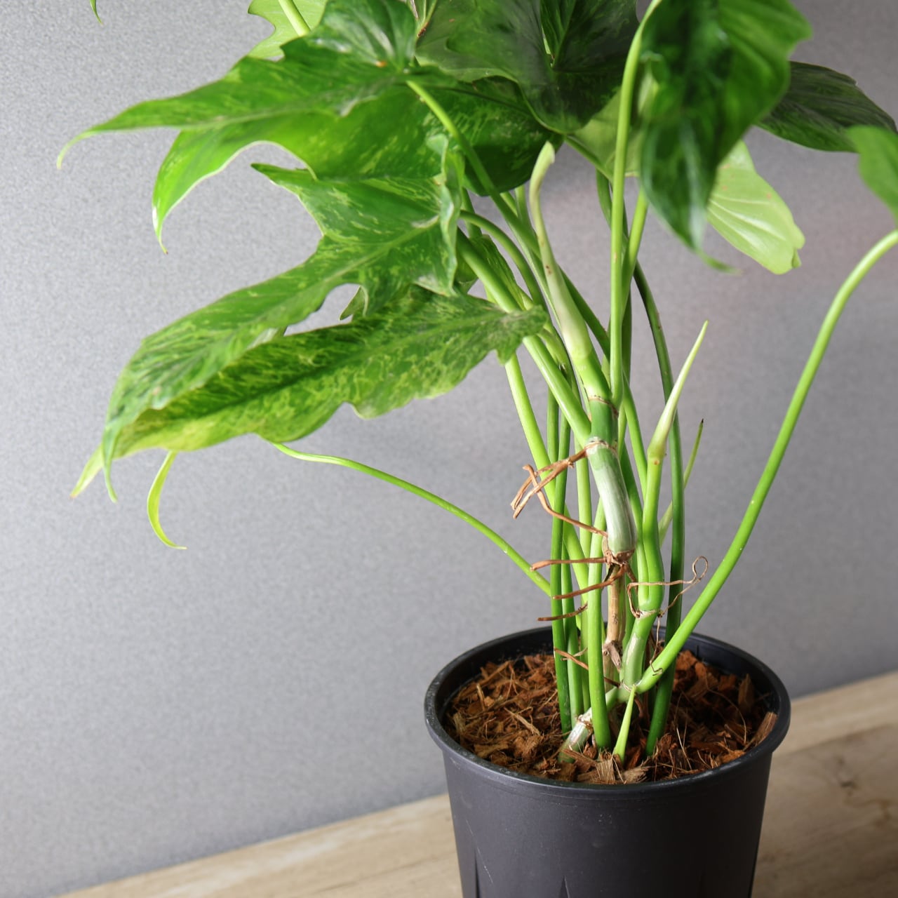 425 彫刻のような葉『フィロデンドロン ドラゴンスカル』観葉植物