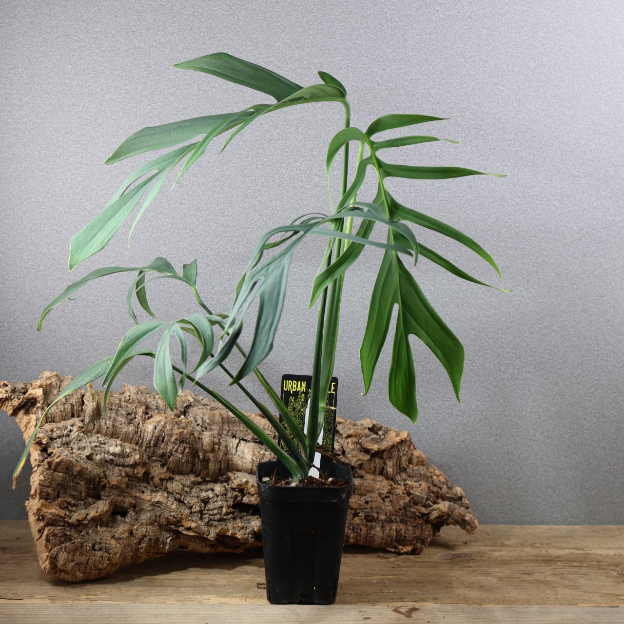 820『urban jungle モンステラ クロアティ』観葉植物 一点もの【送料