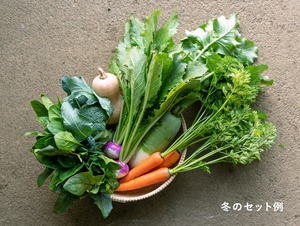 《隔週発送》FIO野菜-定期便 Lサイズ