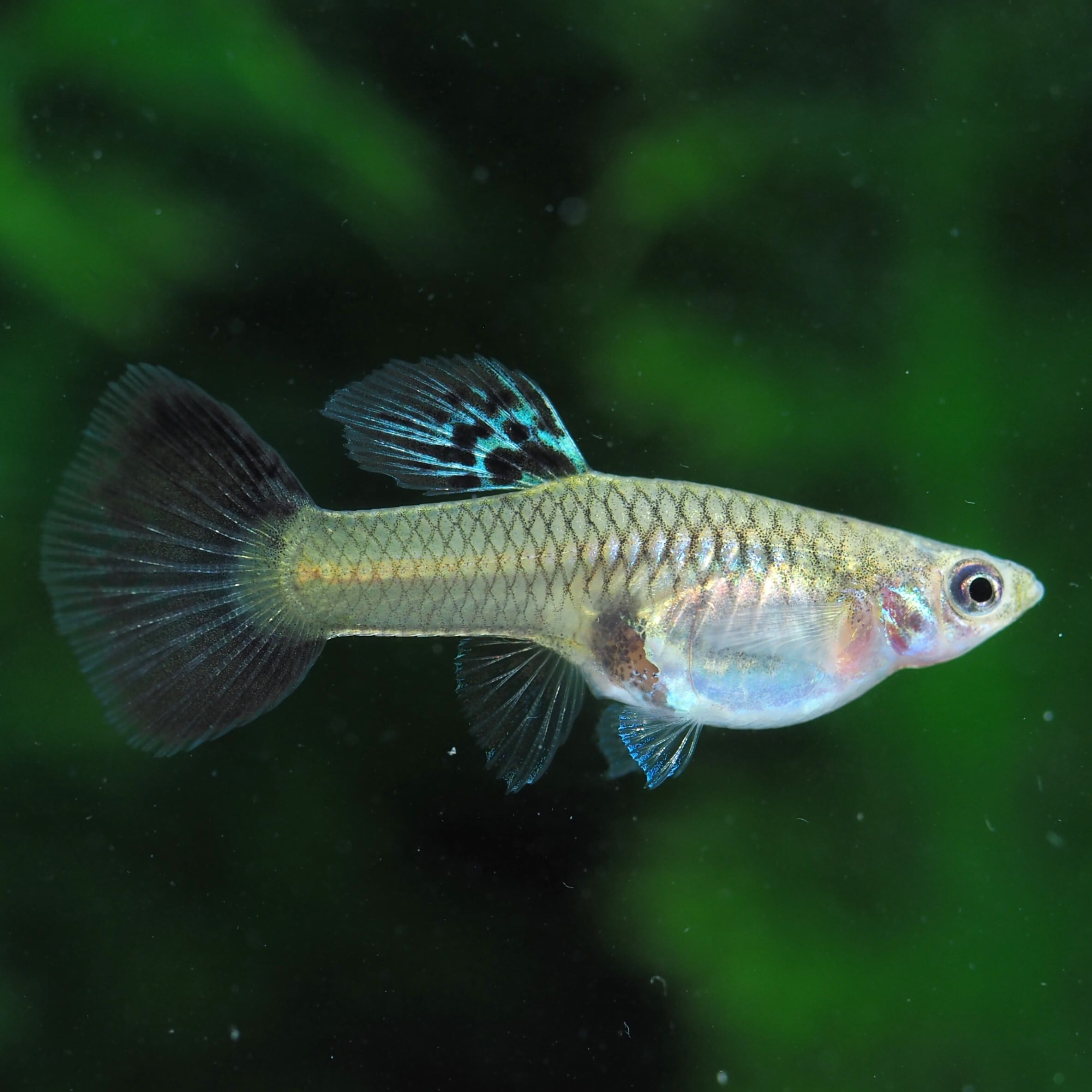 レッドグラス(RREA系) 若魚1ペア | 伊豆グッピーファーム