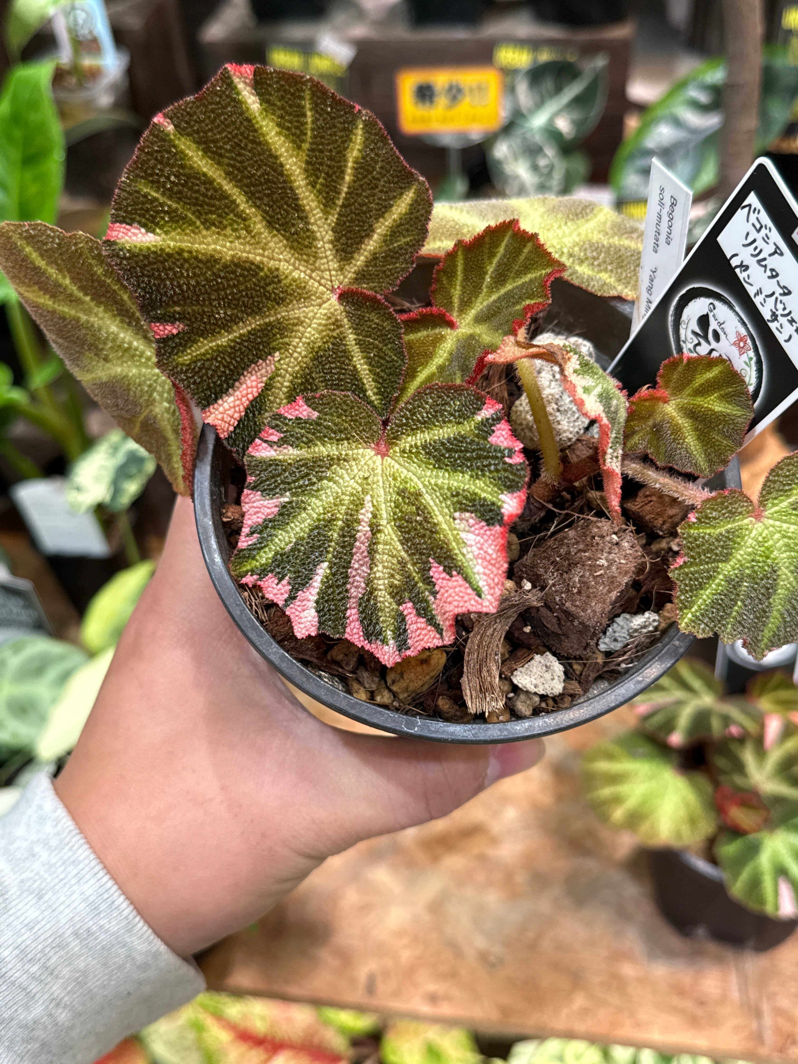 ホヤ　マチルダバリエガータ　斑入り is-this-hoya-mathilde-