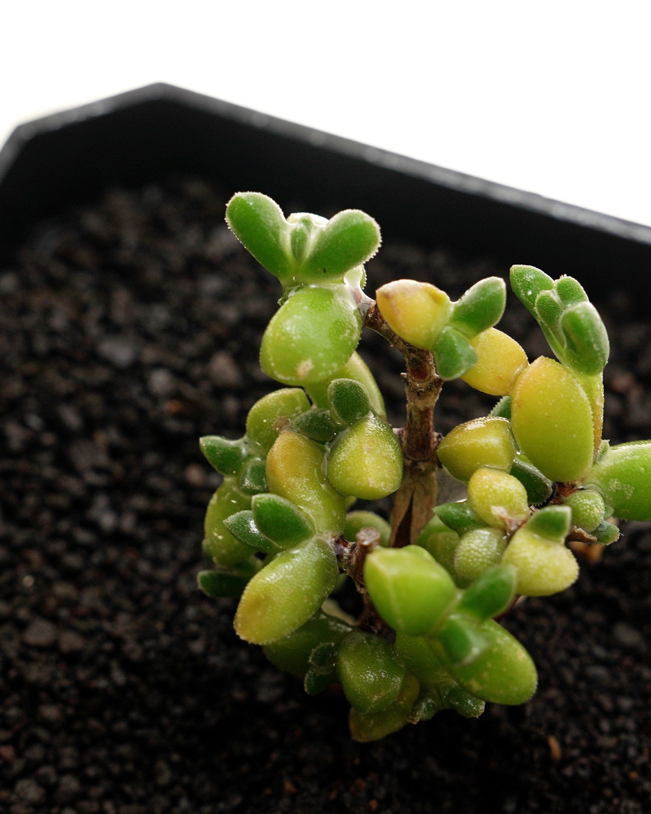 カット苗 ドロサンテマム サバルブム グルートグラーフ Drosanthemum subalbum