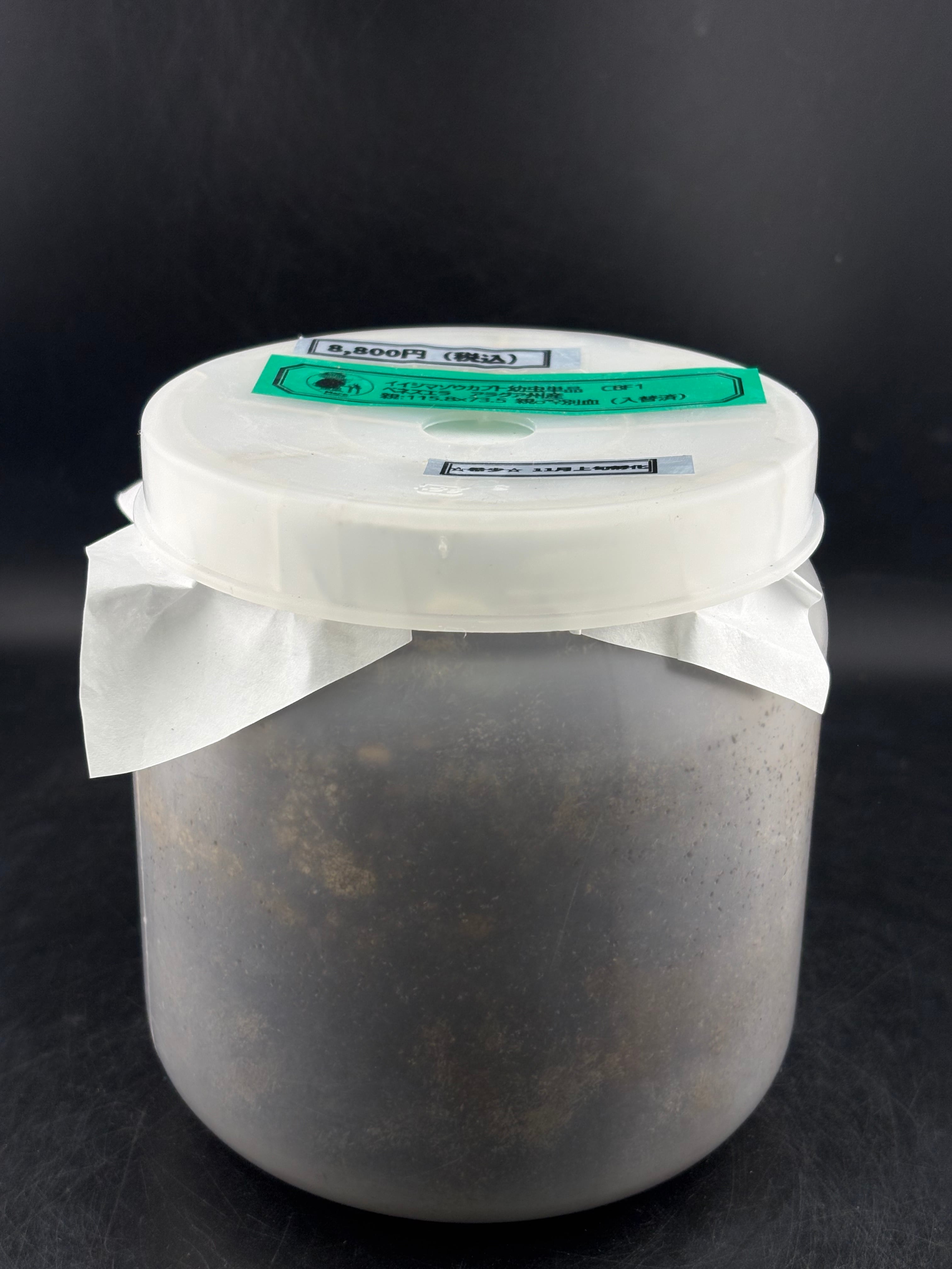 冷凍ヤワゲネズミLL【80g〜100g】 | Pay ID