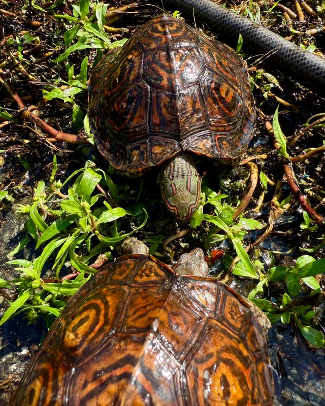 マンヤマガメ・ペア