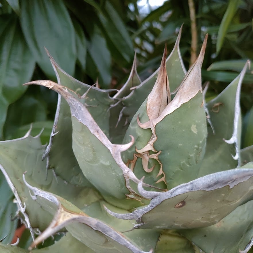 アガベ チタノタ オアハカ Agave titanota Oaxaca 14