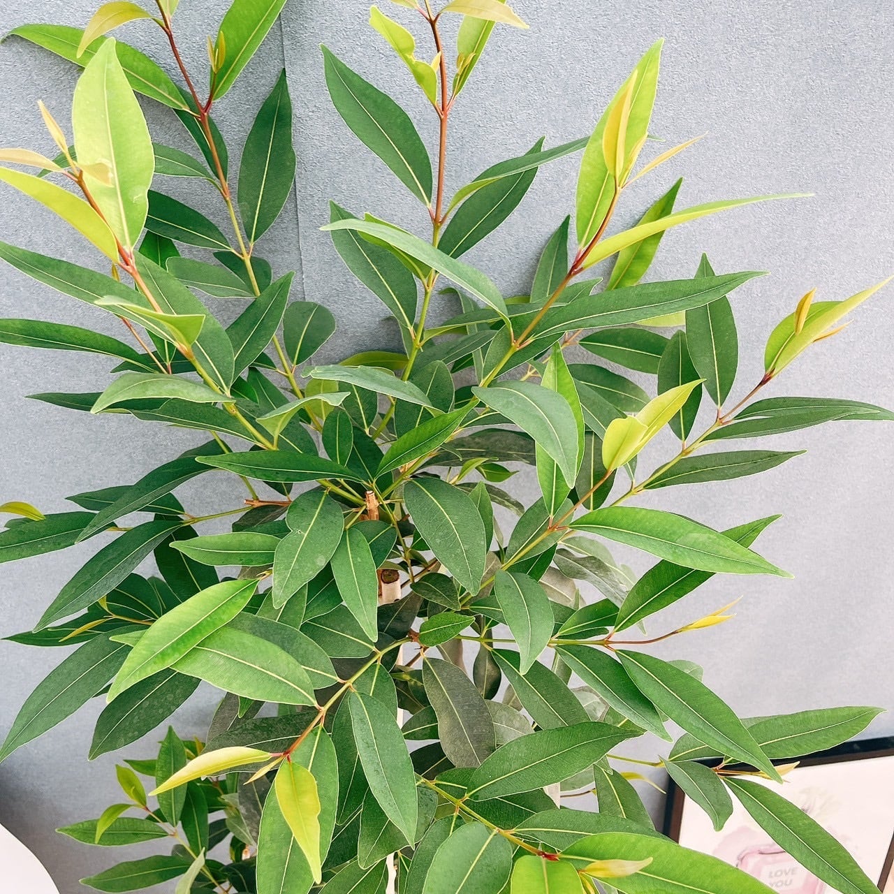 現品］【珍しい】70番 アマゾンオリーブ 8号 観葉植物 大型 室内