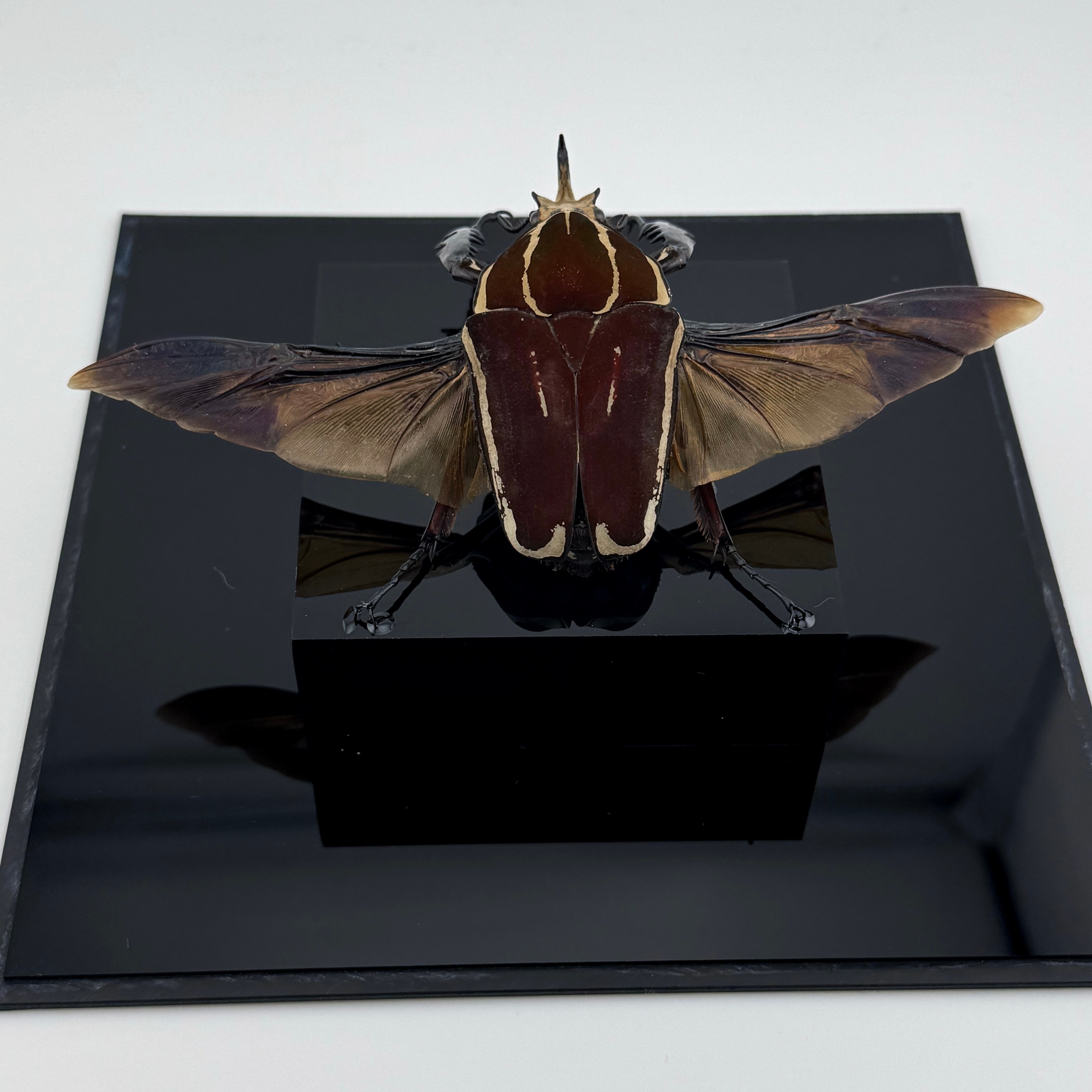 大型展示】ウガンデンシスオオツノハナムグリ 飛翔標本 | Pay ID
