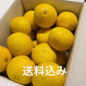 訳あり文旦　10㎏（約20玉前後入り）