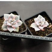 カット苗 パープルディライト錦 Graptopetalum 'Purple Delight Variegated'