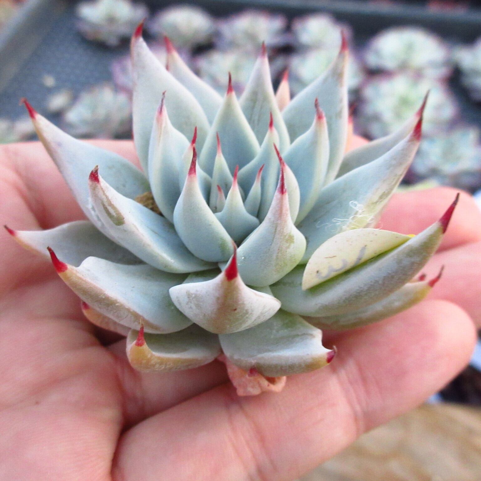 新入荷‼️多肉植物 ガット 韓国苗 美苗 #695 | Pay ID